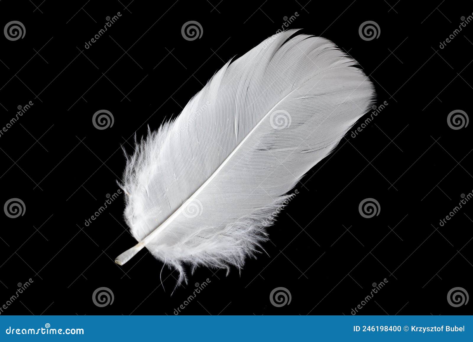 White Feather of a Goose on a Black Background Stock Photo - Image of
