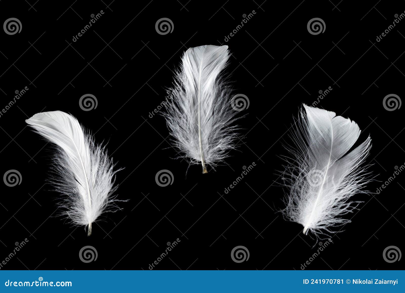 White Feather Isolated on a Black Background Stock Image Image of bird, isolated 241970781