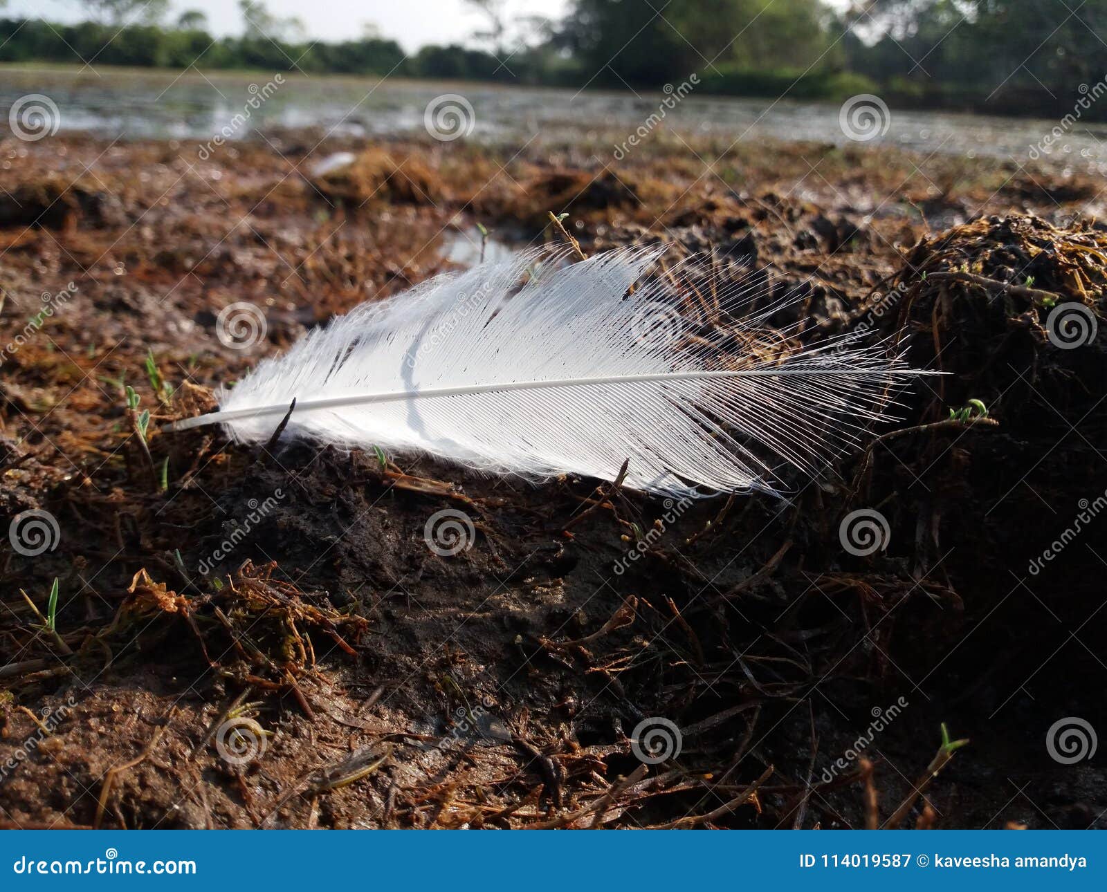 White feather stock image. Image of white, lake, amuddy 114019587