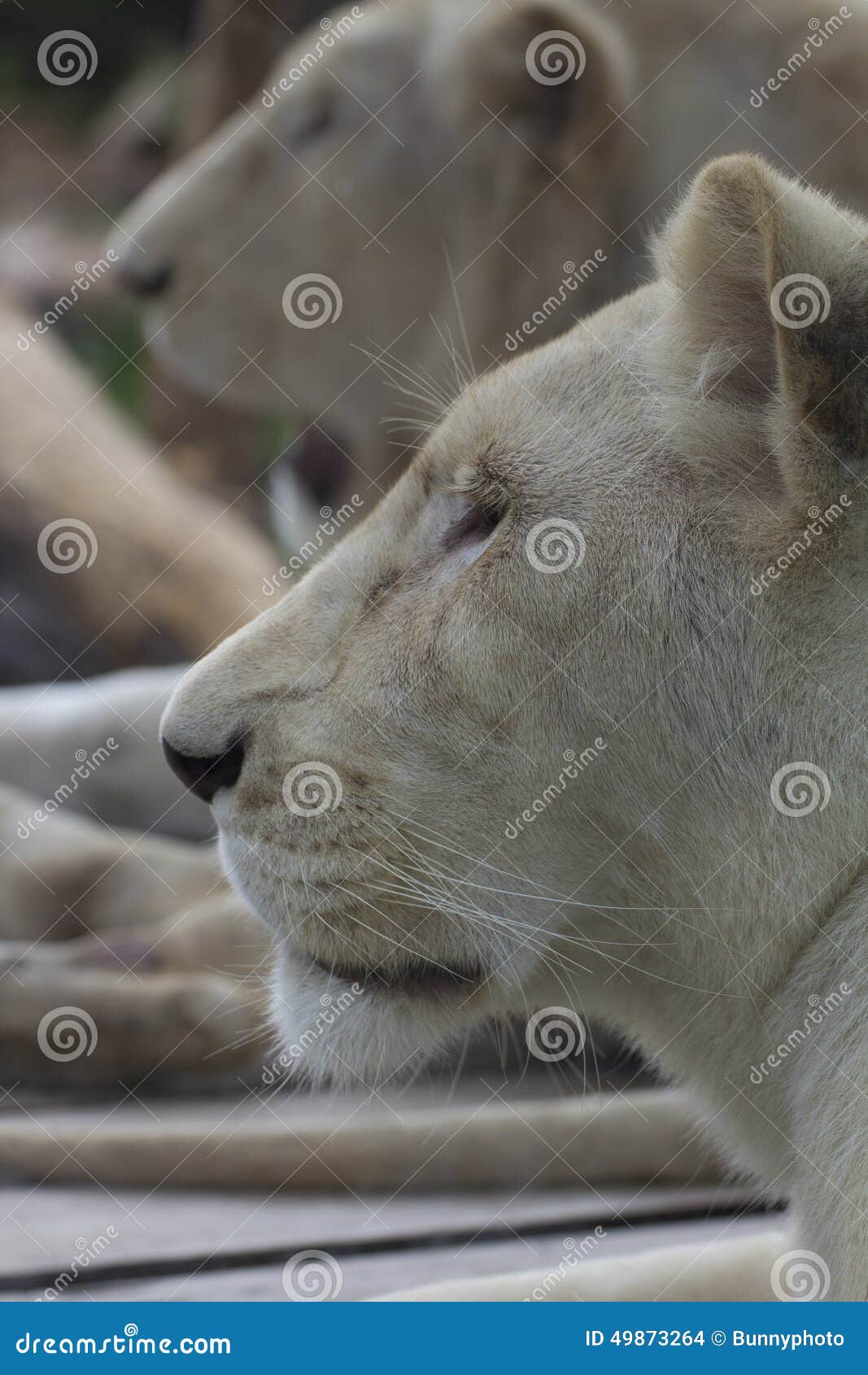White female lion stock photo. Image of closeup, wildlife 49873264