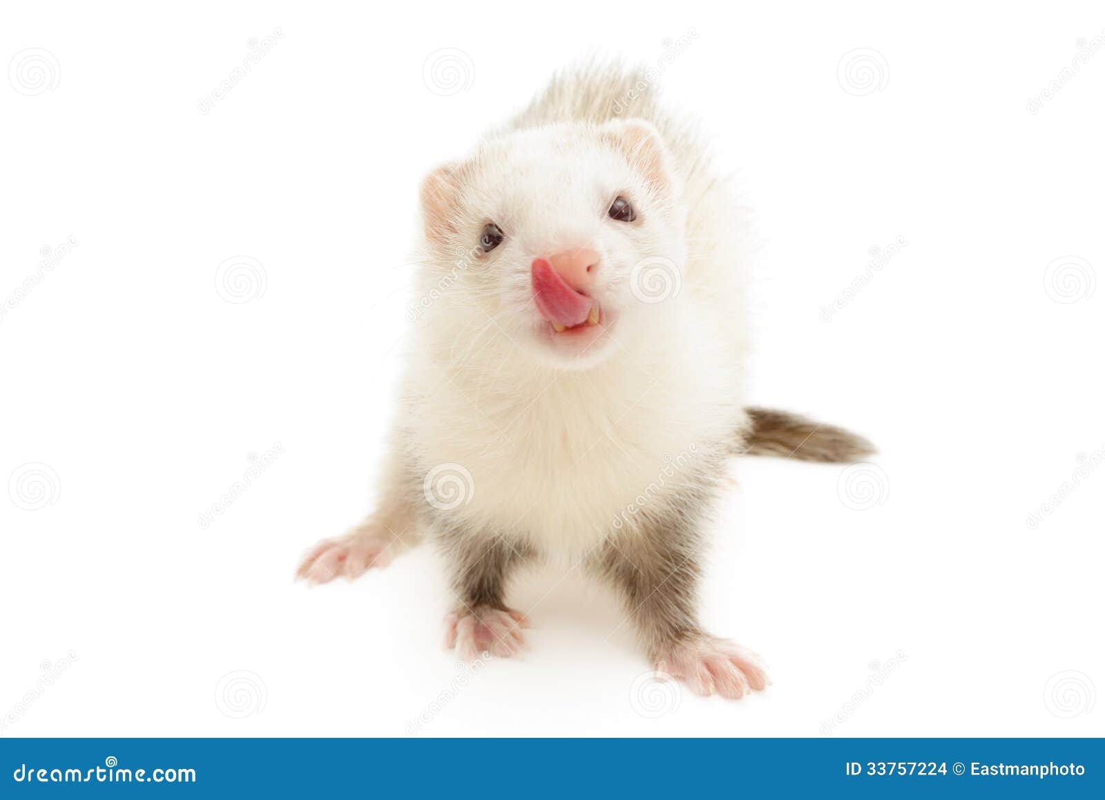 White Ferret stock photo. Image of full, animal, gray 33757224