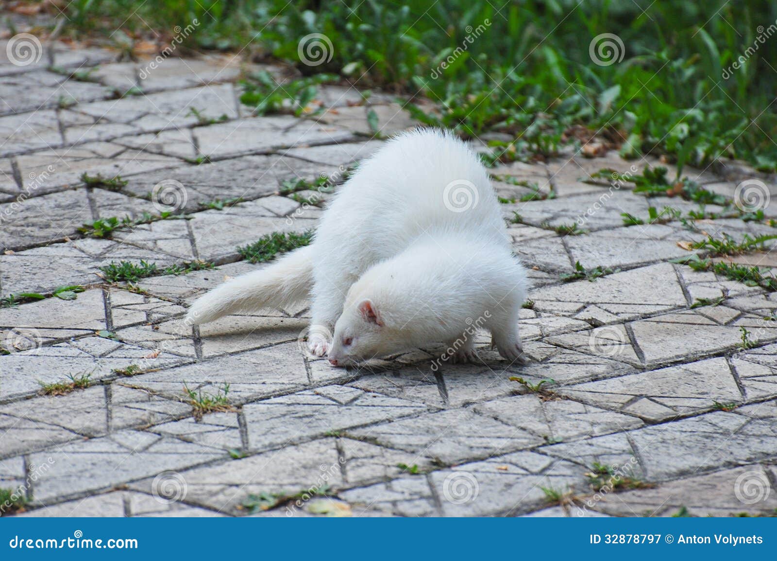 White ferret stock image. Image of animal, ferret, green 32878797