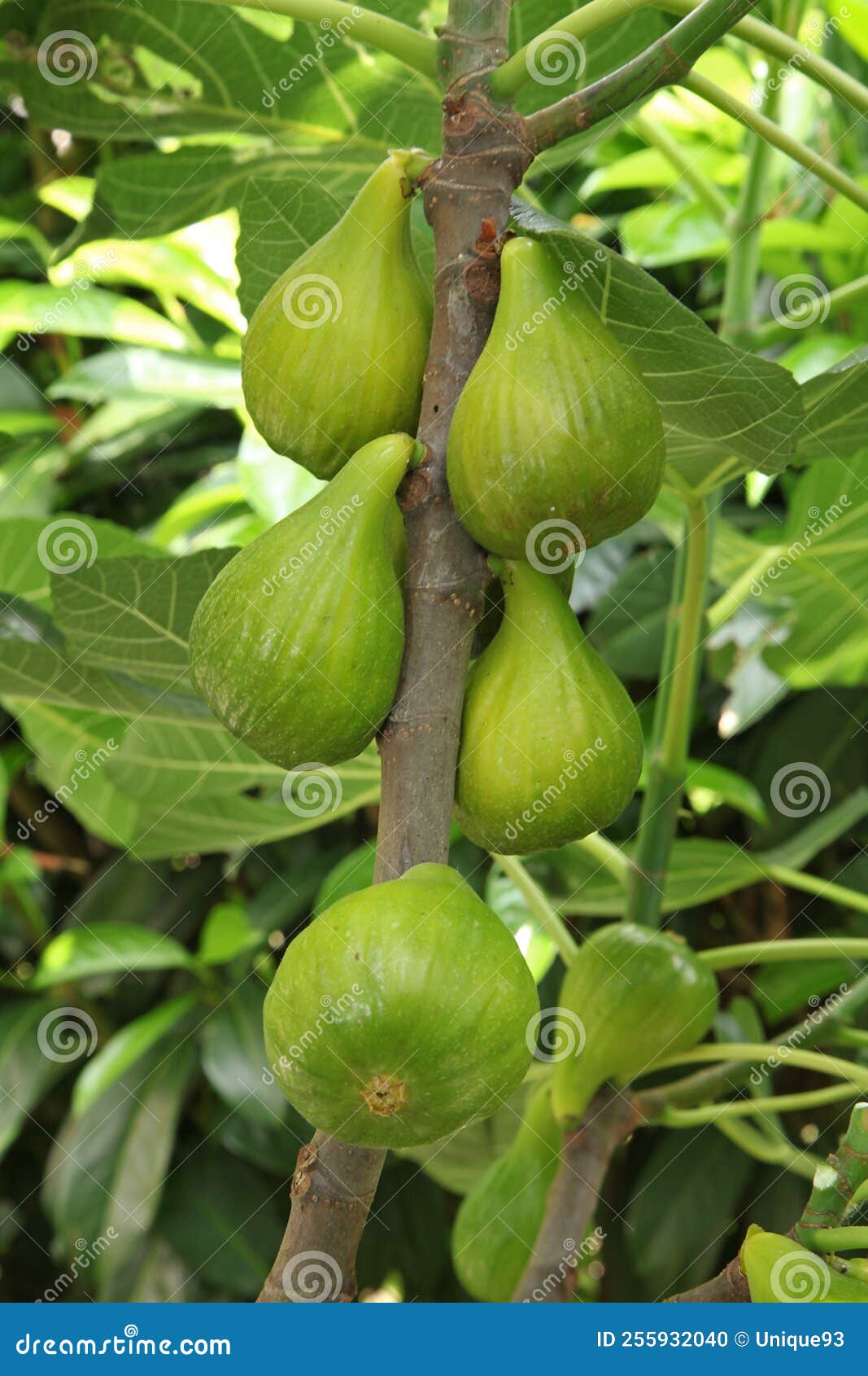 White figs in a the tree stock photo. Image of figs 255932040