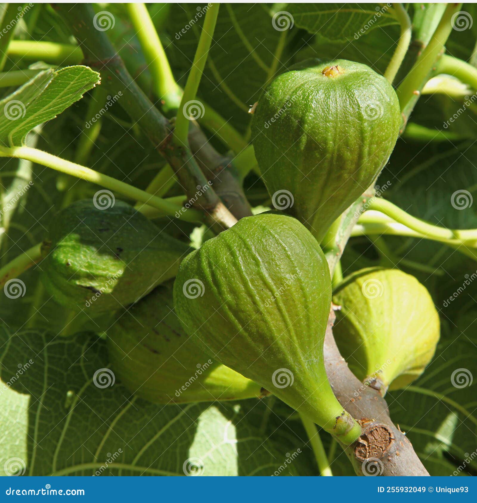 White figs in a the tree stock image. Image of organic 255932049