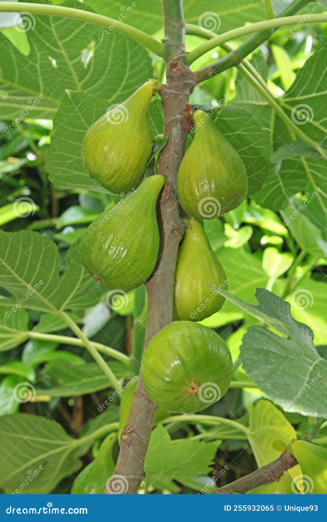 White figs in a the tree stock image. Image of food 255932065