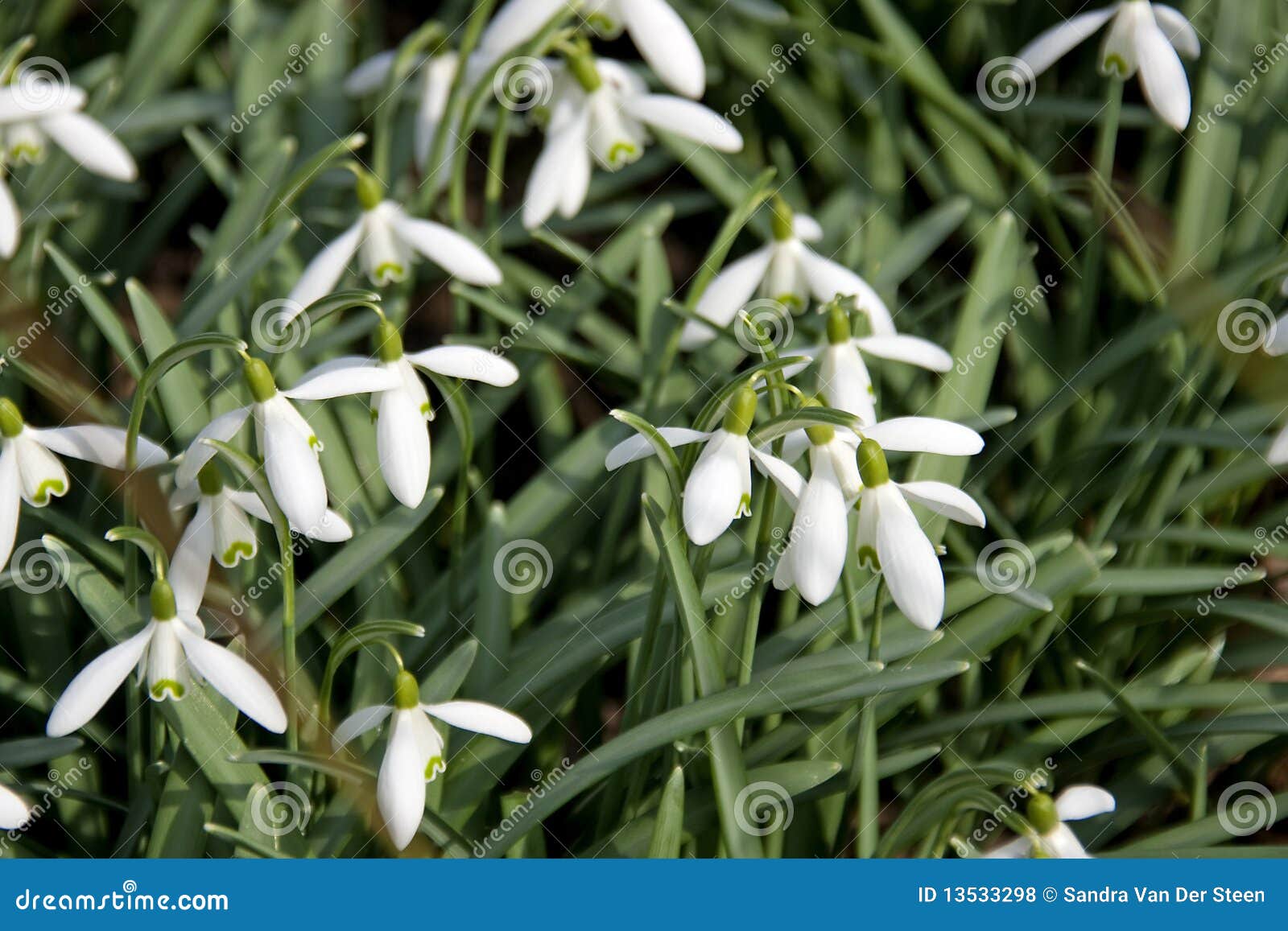 White first spring flowers stock photo. Image of flora 13533298