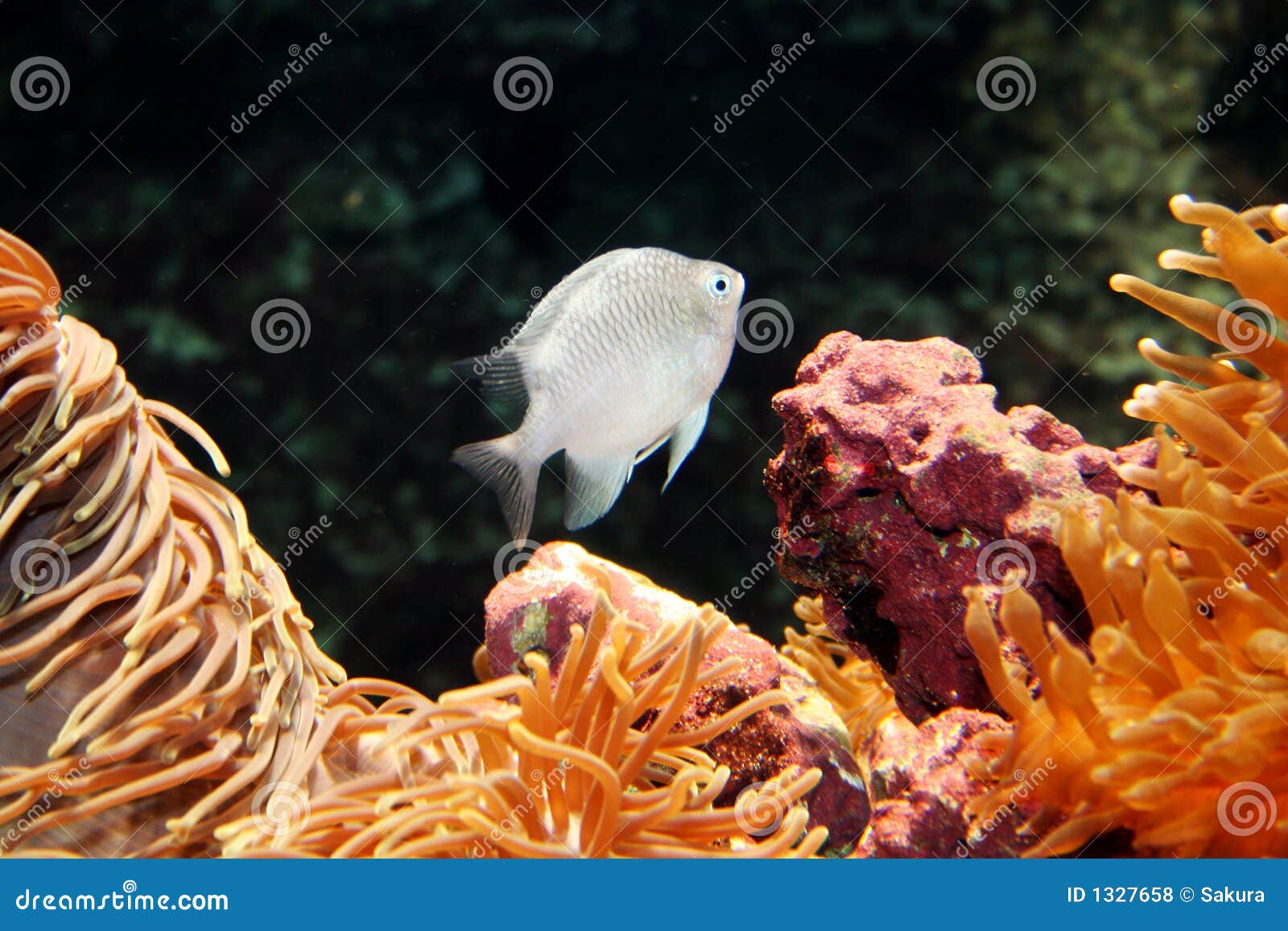 White Fish in the Ocean stock photo. Image of aquarium