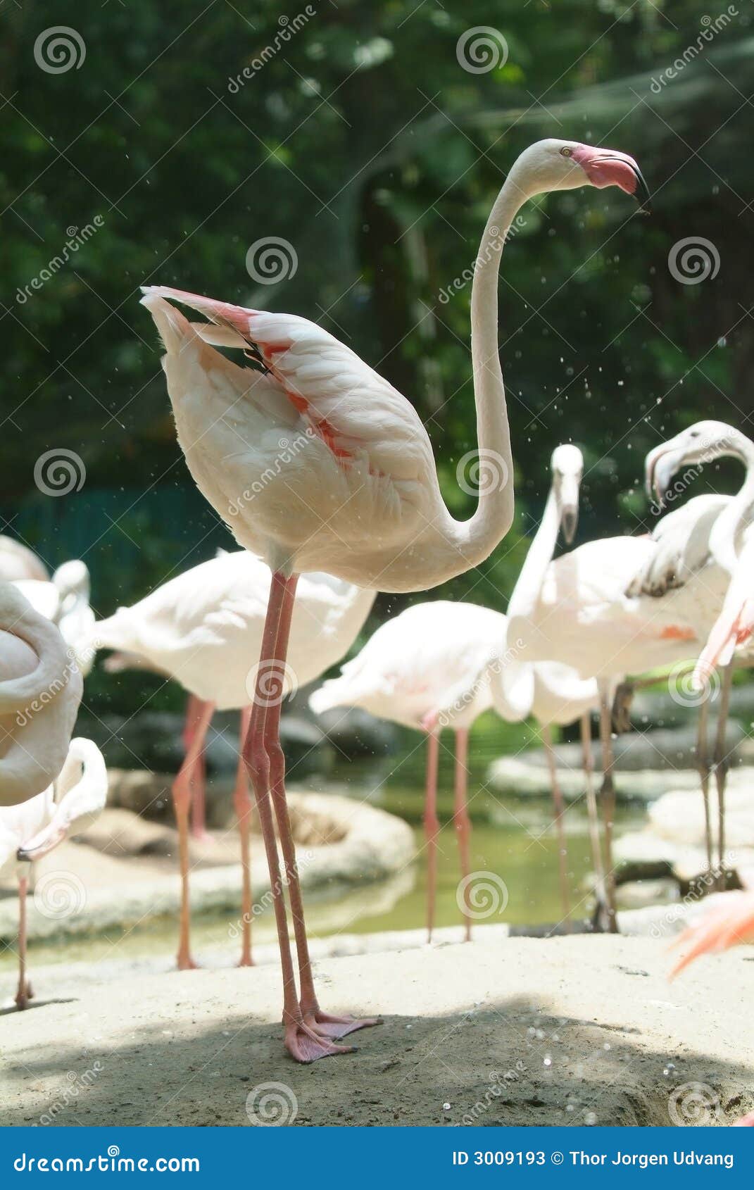 White Flamingo Royalty-Free Stock Photography | CartoonDealer.com #15145733
