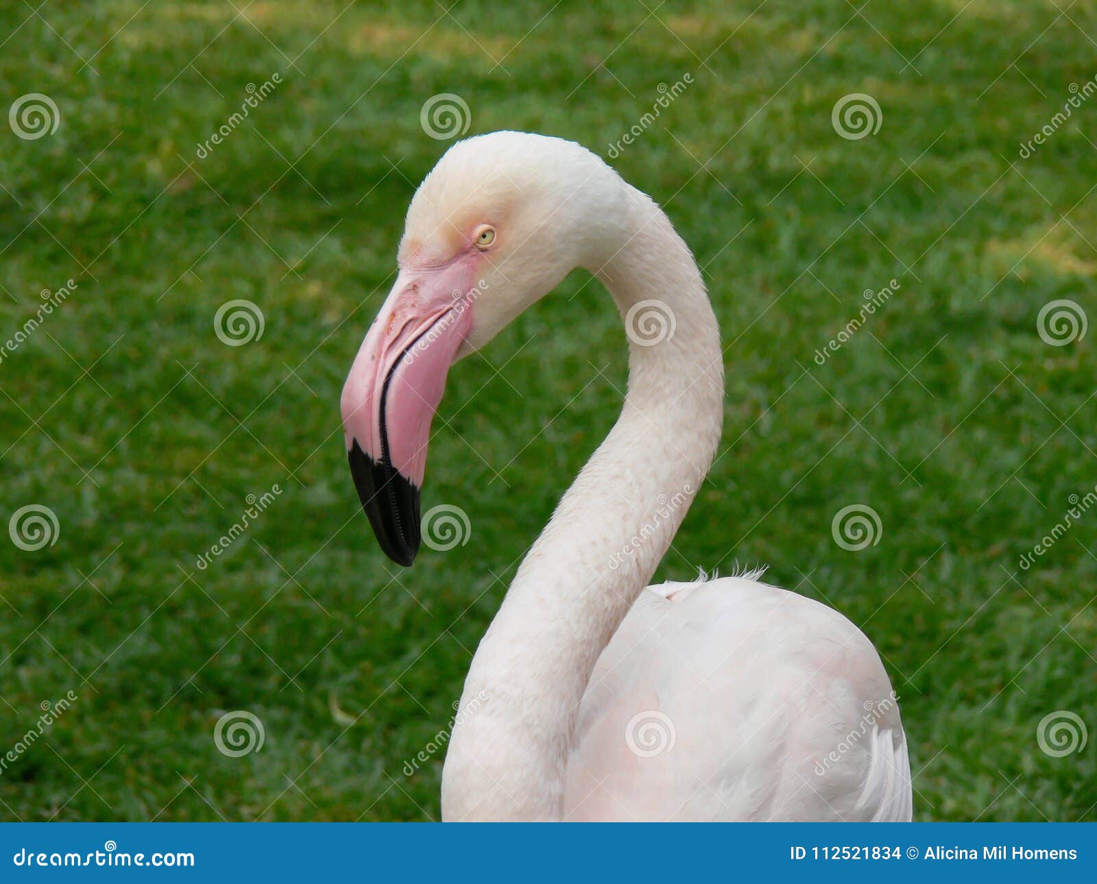 white flamingo white flamingo