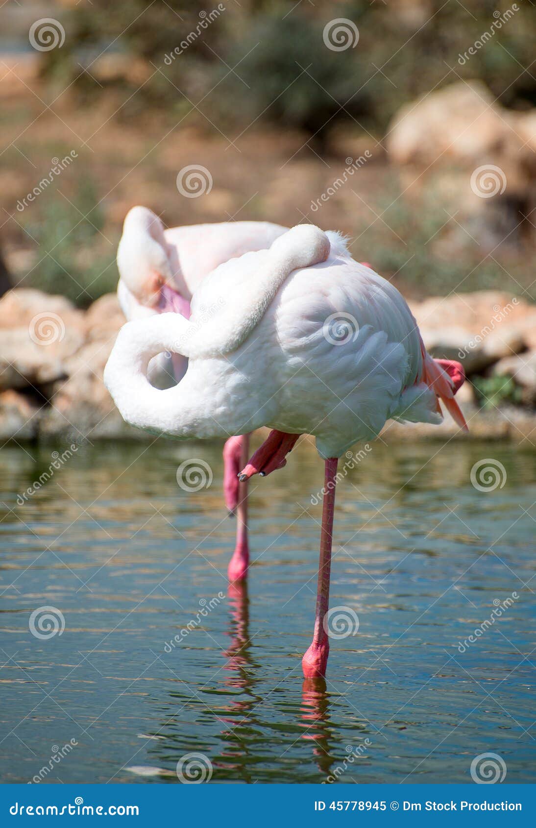 white flamingo white flamingo