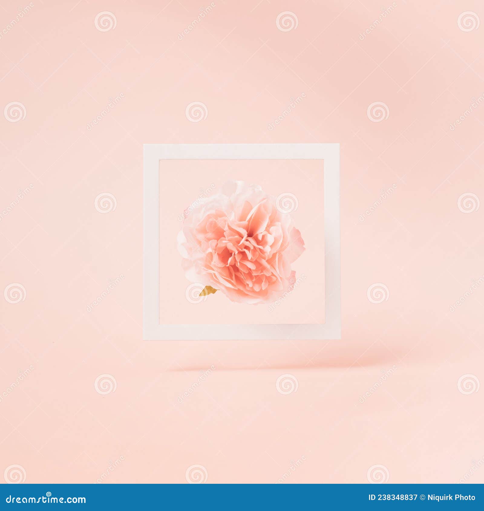 white floating frame with artificial peonia flower inside on a pastel pink background.