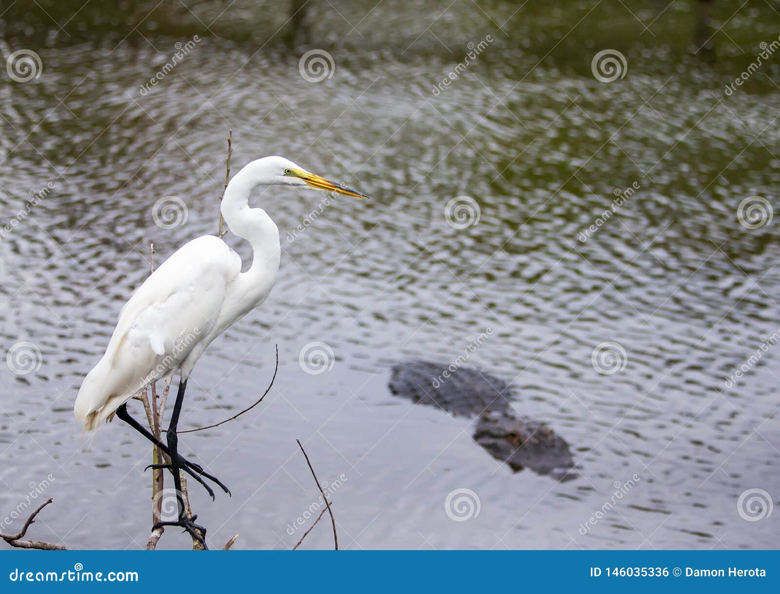 white florida heron near the water next to gator