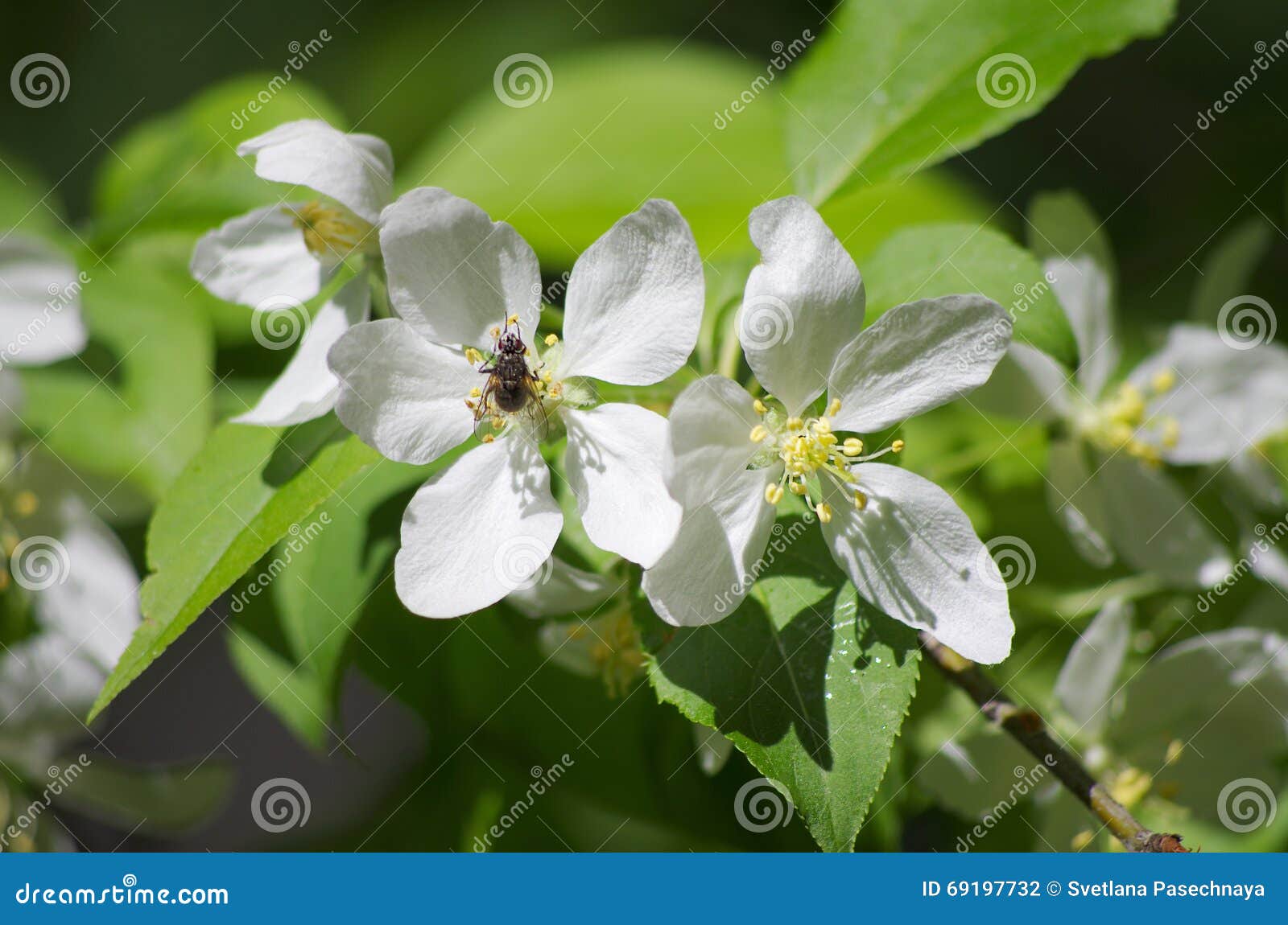 White flower apple tree stock photo. Image of tree, pioneering 69197732