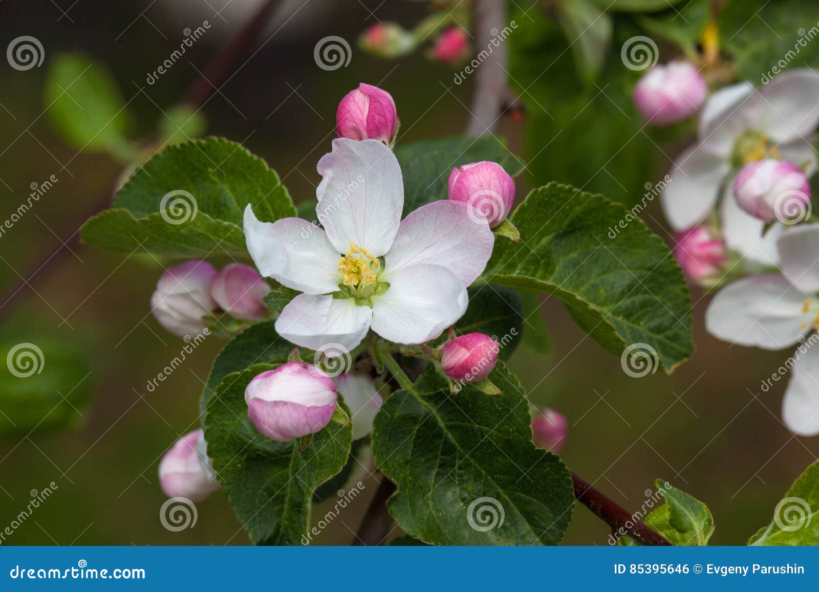 White Flower Appletree Malus Stock Photo Image of botany, flower