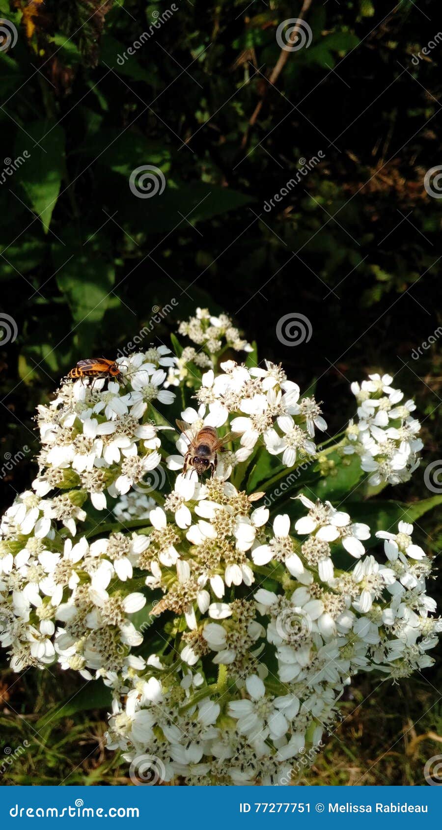 White flower with a bee stock image. Image of plant, outside 77277751
