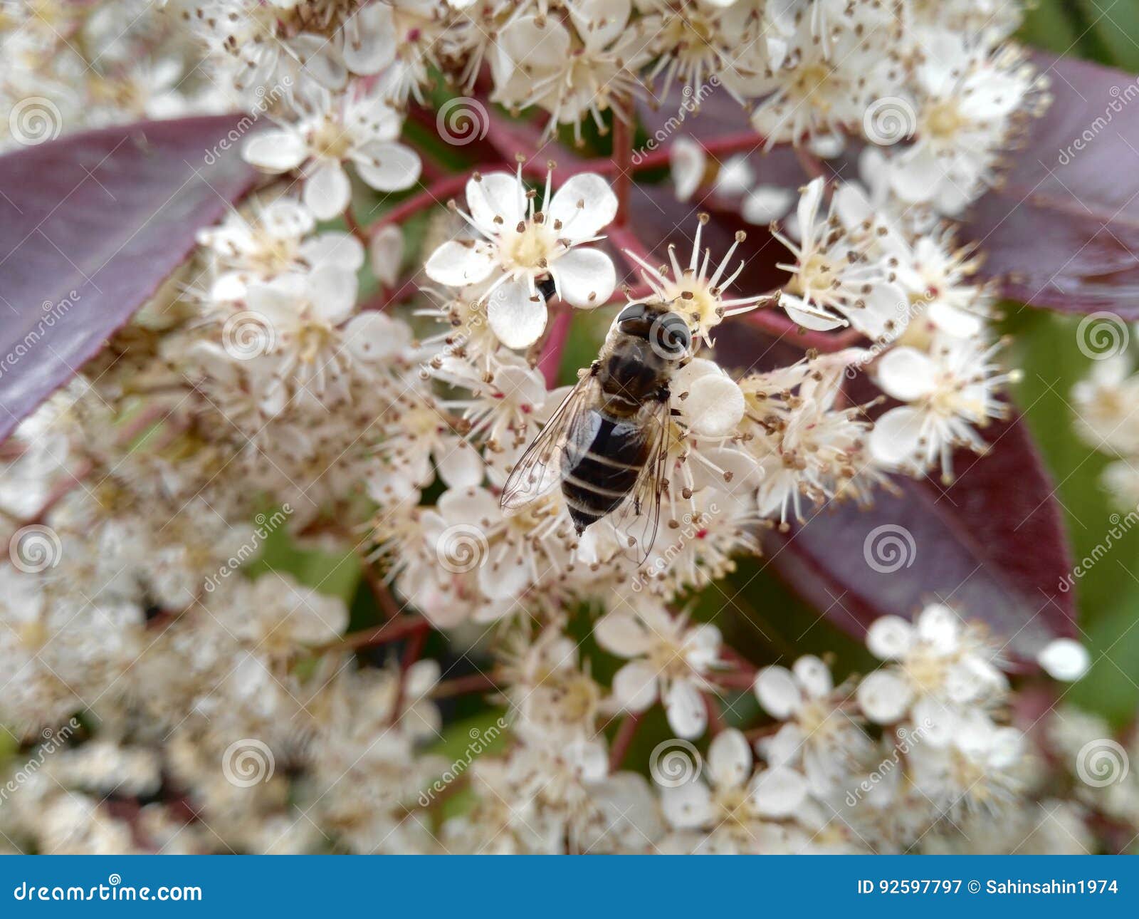 White flower and bee stock image. Image of abstract, botany 92597797