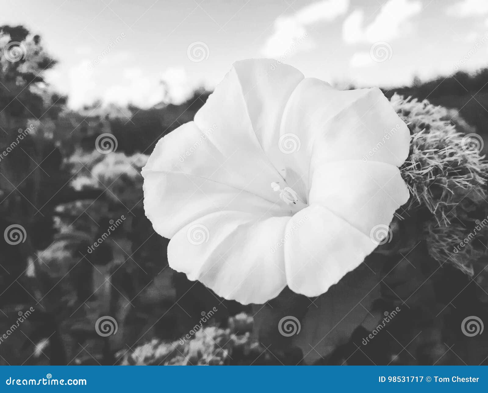 White flower stock image. Image of beauty, bloom, bold 98531717
