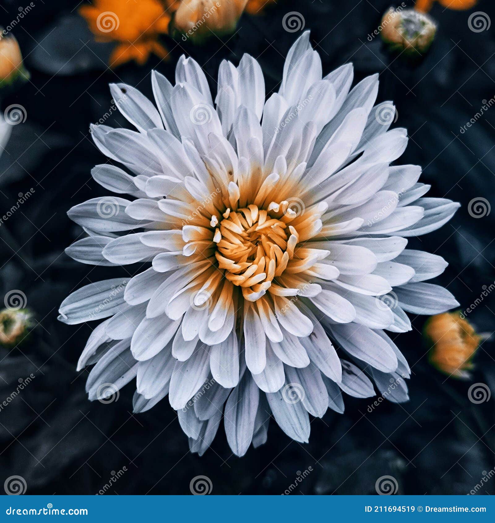 white flower, black preset,india