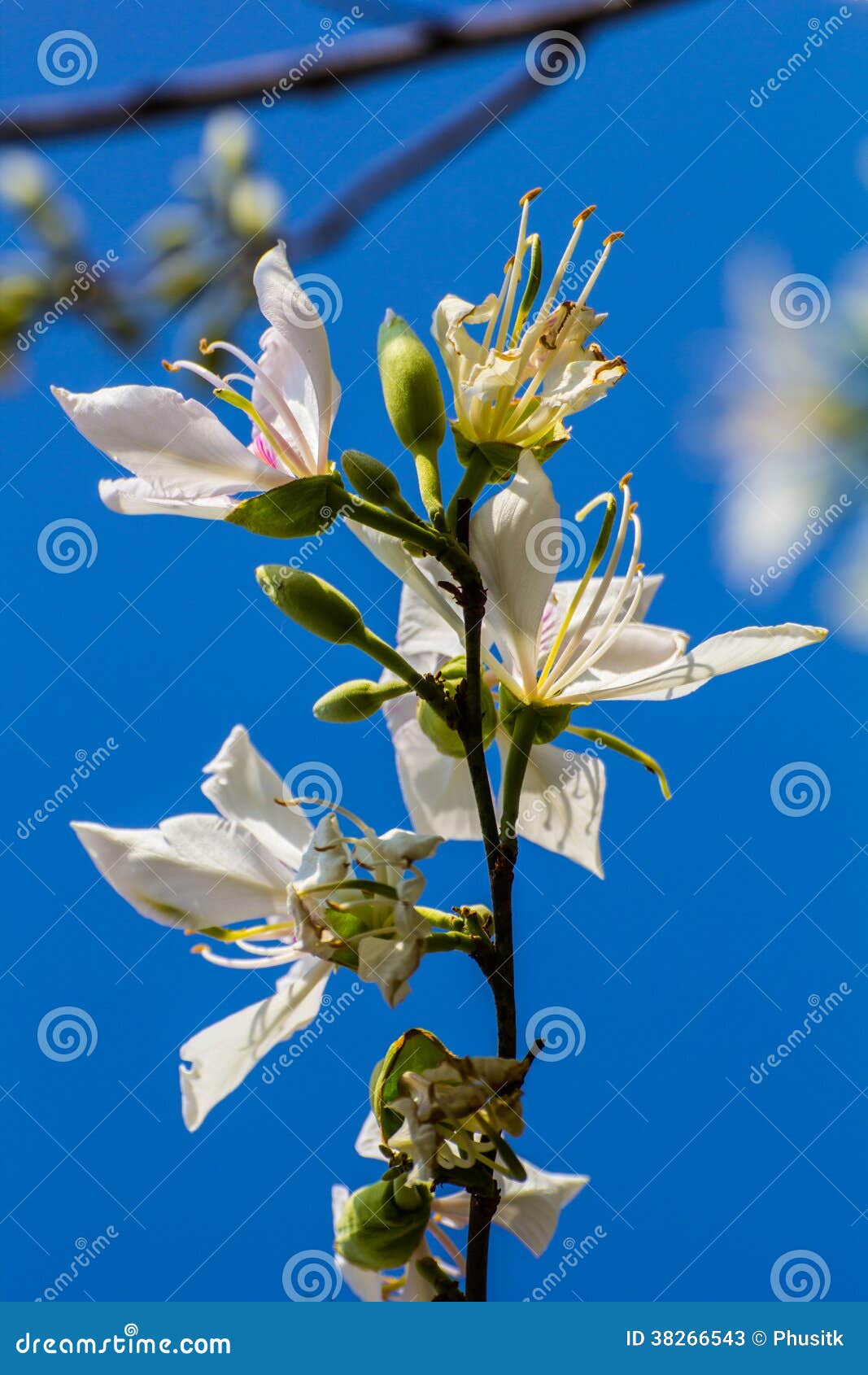 White Flower Blooming in Summer Stock Image Image of beauty, bloom