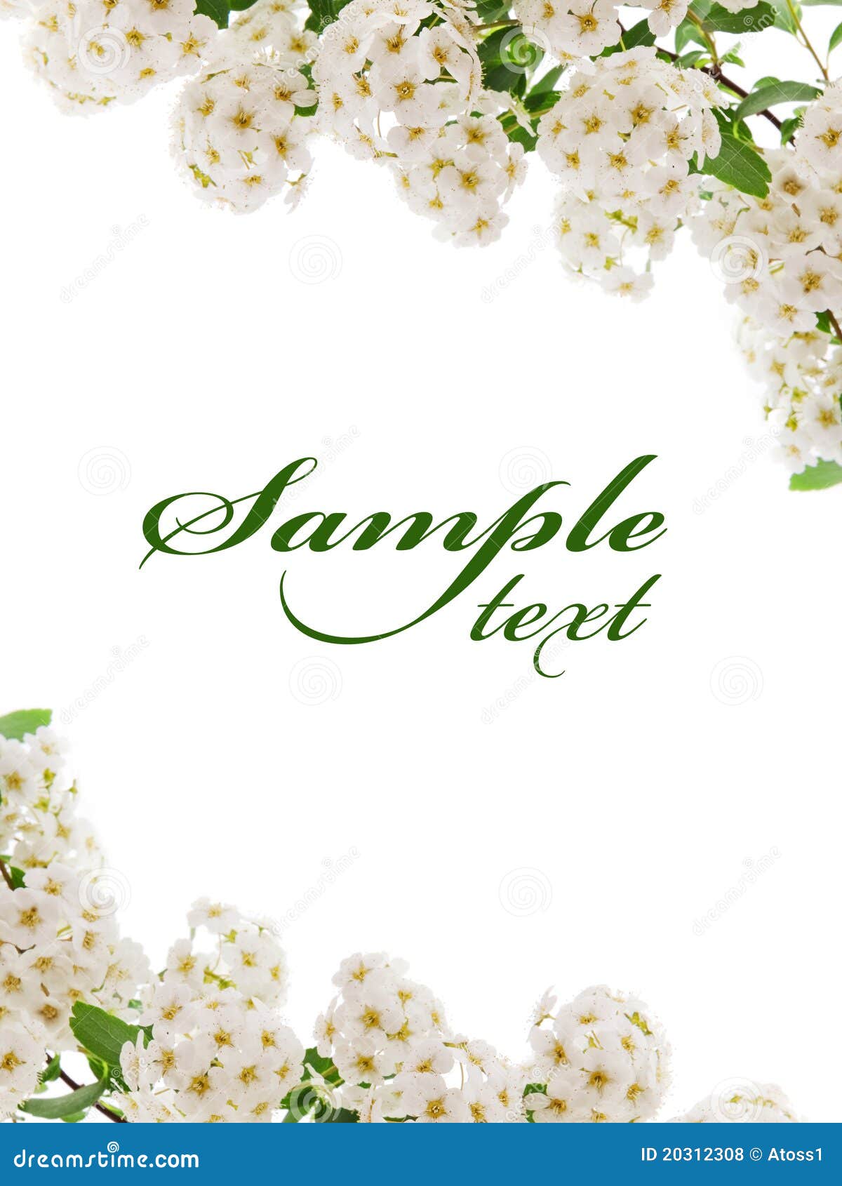 White flower border stock photo. Image of botany, beauty - 20312308