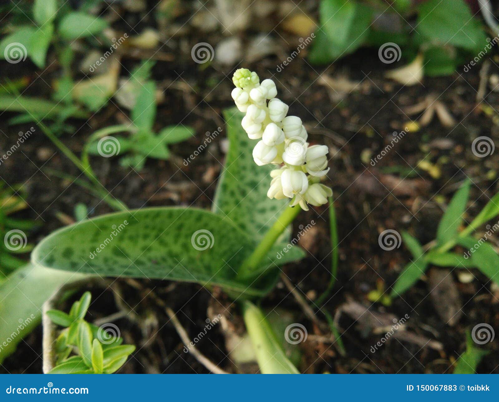 White Flower Bouquet of Giant Squill, Measles Leaf Stock Image Image