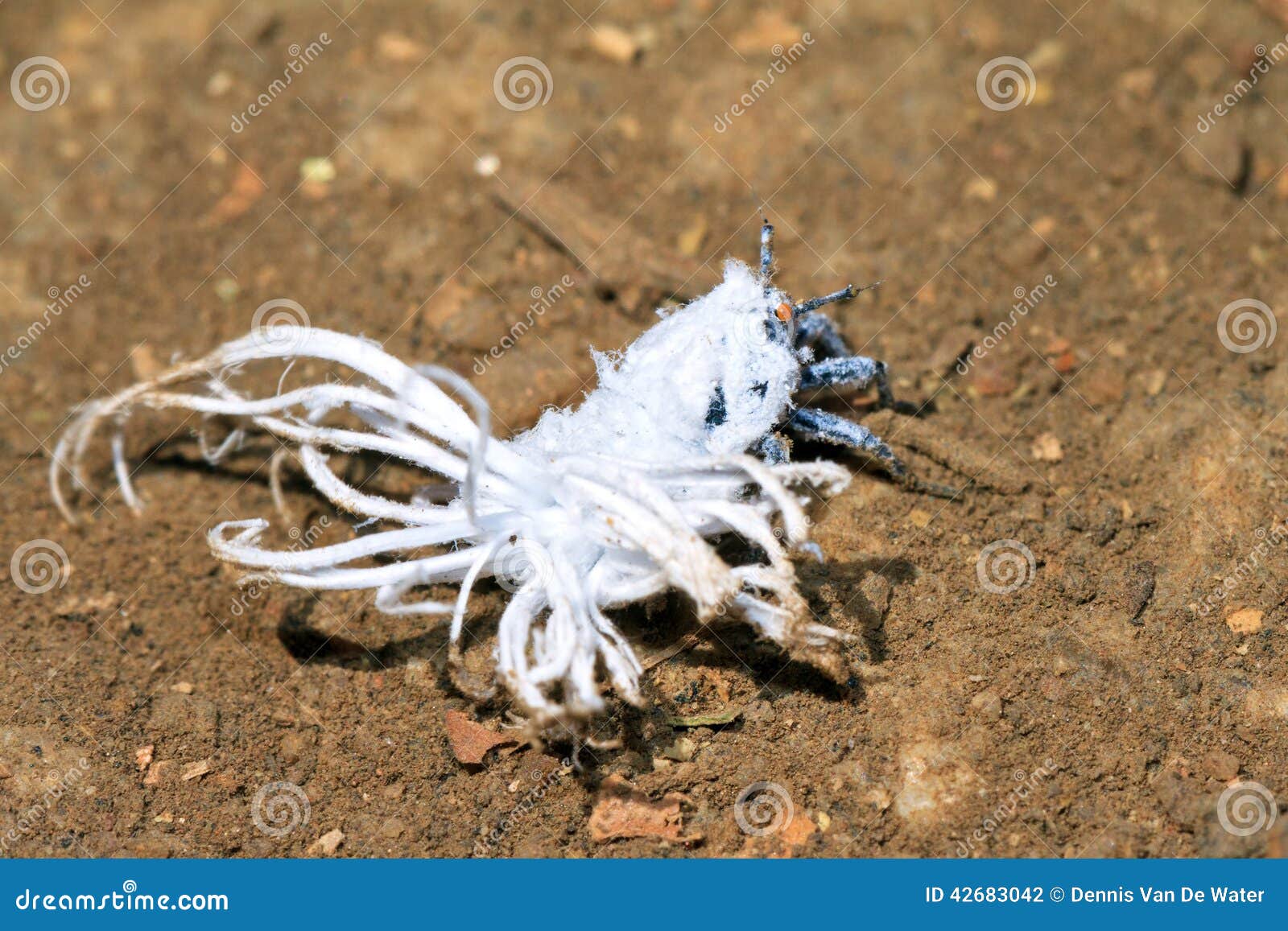 White Flower Bug Stock Photo - Image: 42683042