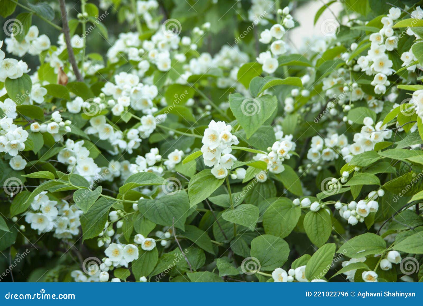 White flower in bush stock photo. Image of nature, blooming 221022796