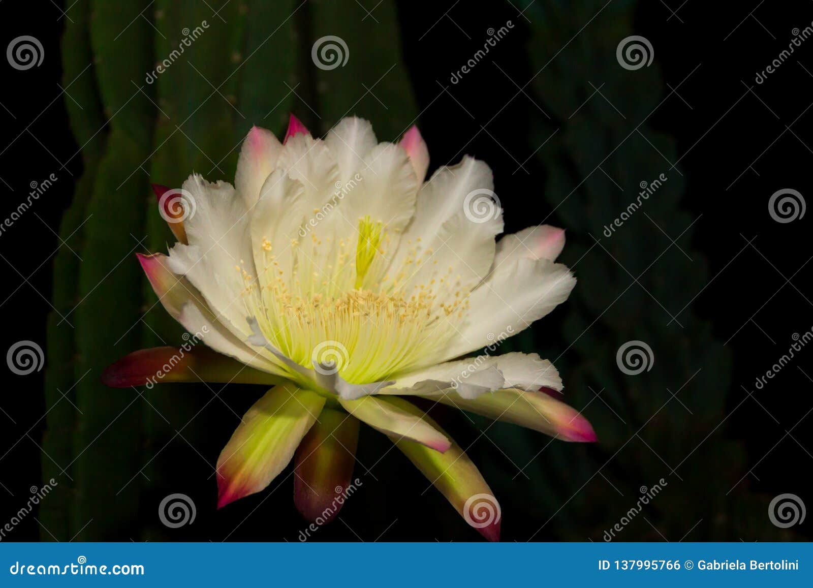 The White Flower of the Cactus Cereus Blooming at Night Stock Photo