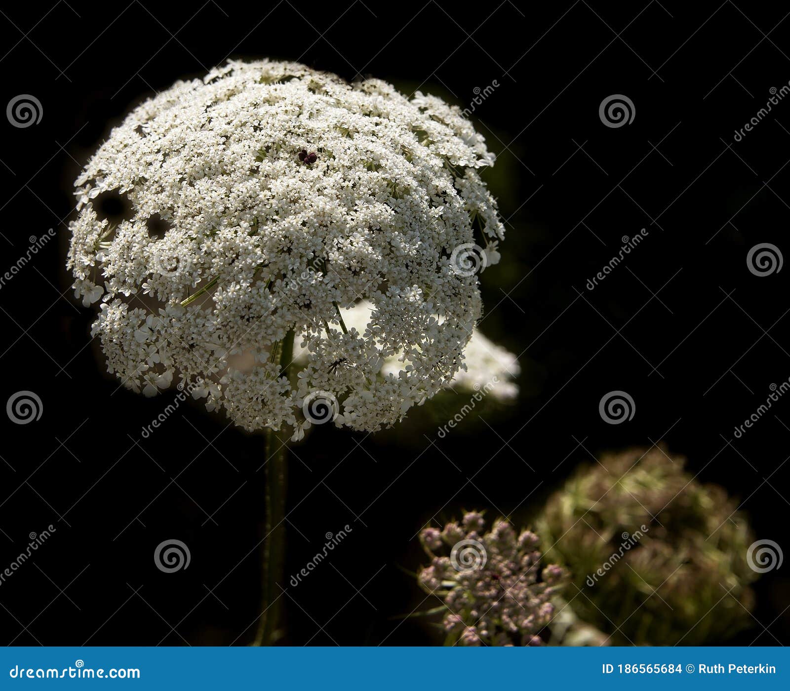 White Flower Cluster with Dark Background Stock Photo Image of bloom