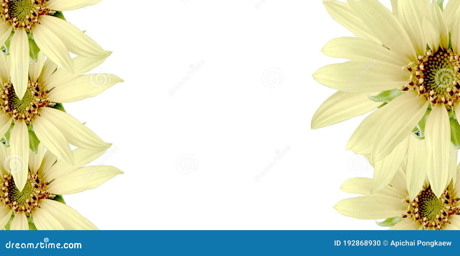 White flowers blooming stock photo. Image of border - 192868930