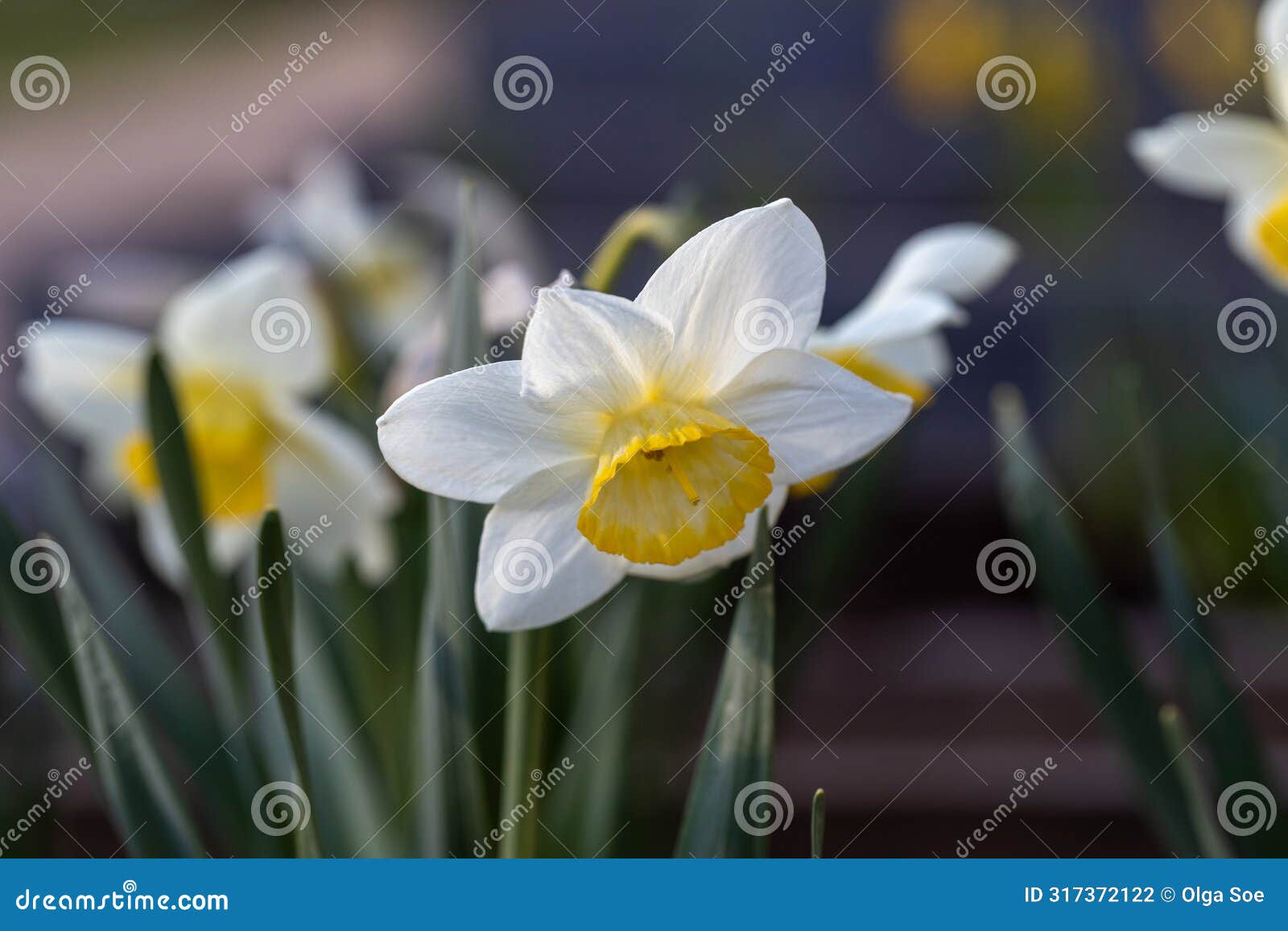 white flower of daffodil narcissus cultivar obdam from double group