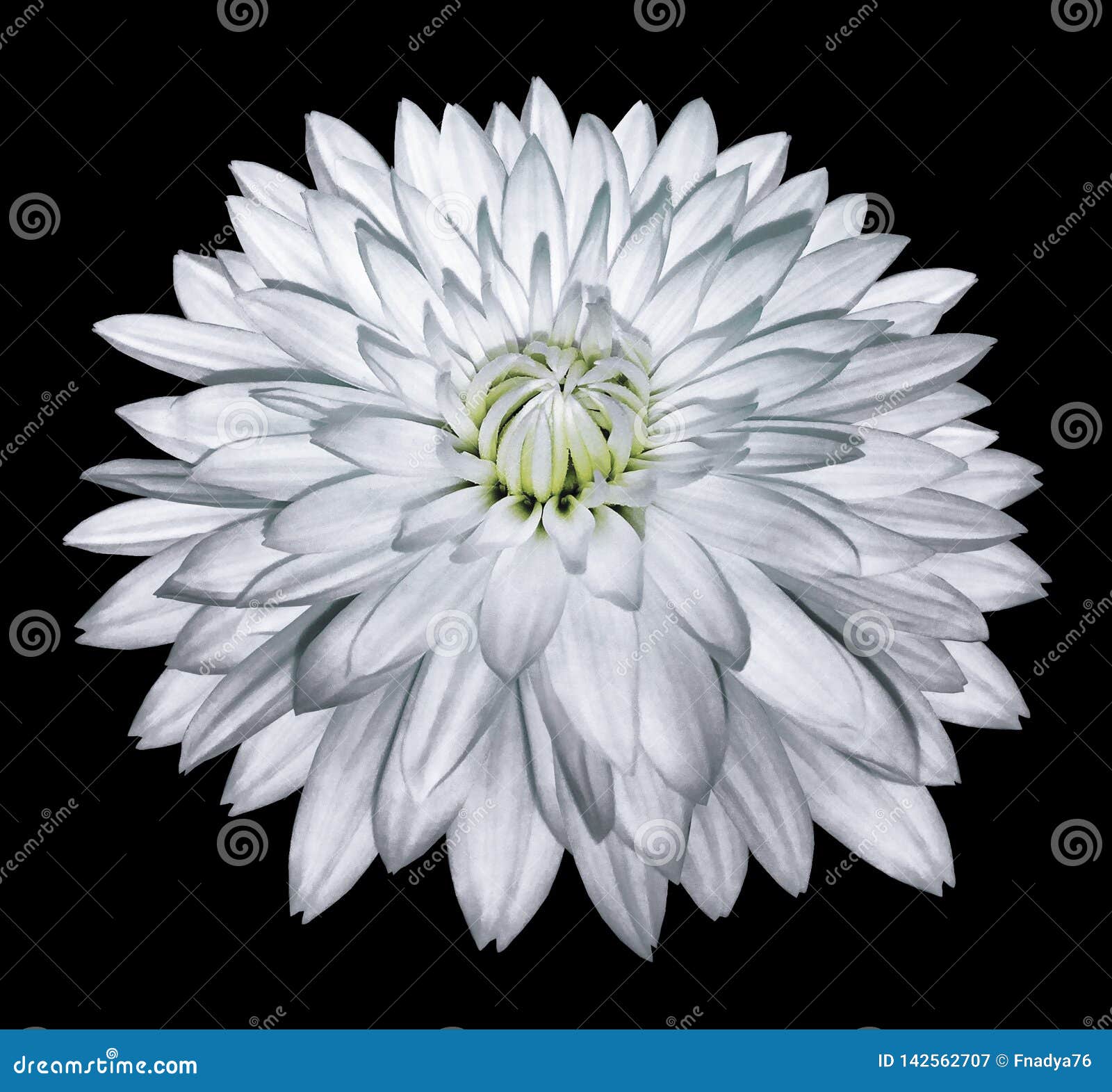 160,780 White Flowers Black Background Stock Photos - Free & Royalty-Free  Stock Photos from Dreamstime