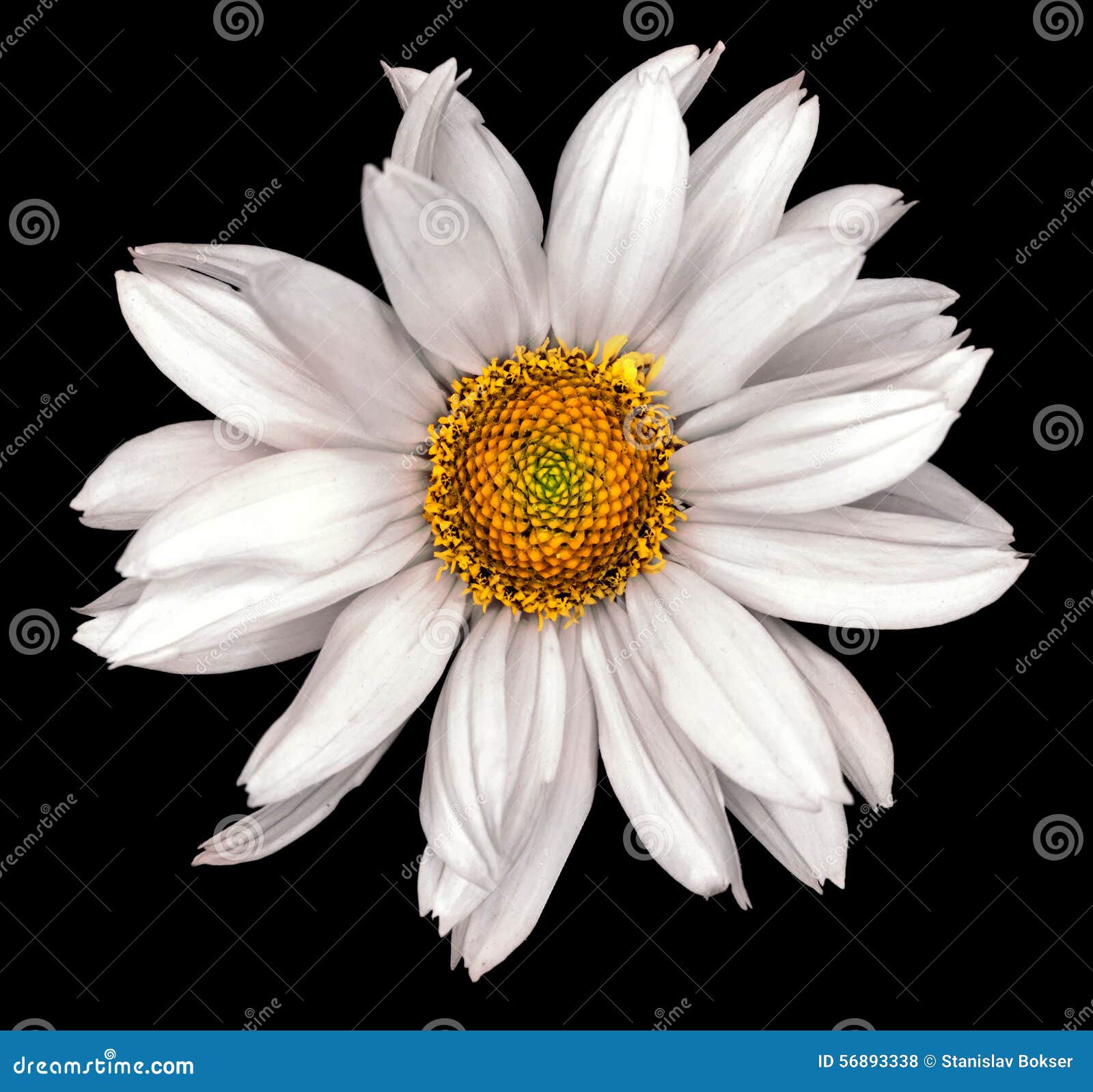 White Flower of a Decorative Sunflower Helinthus Isolated Stock Photo