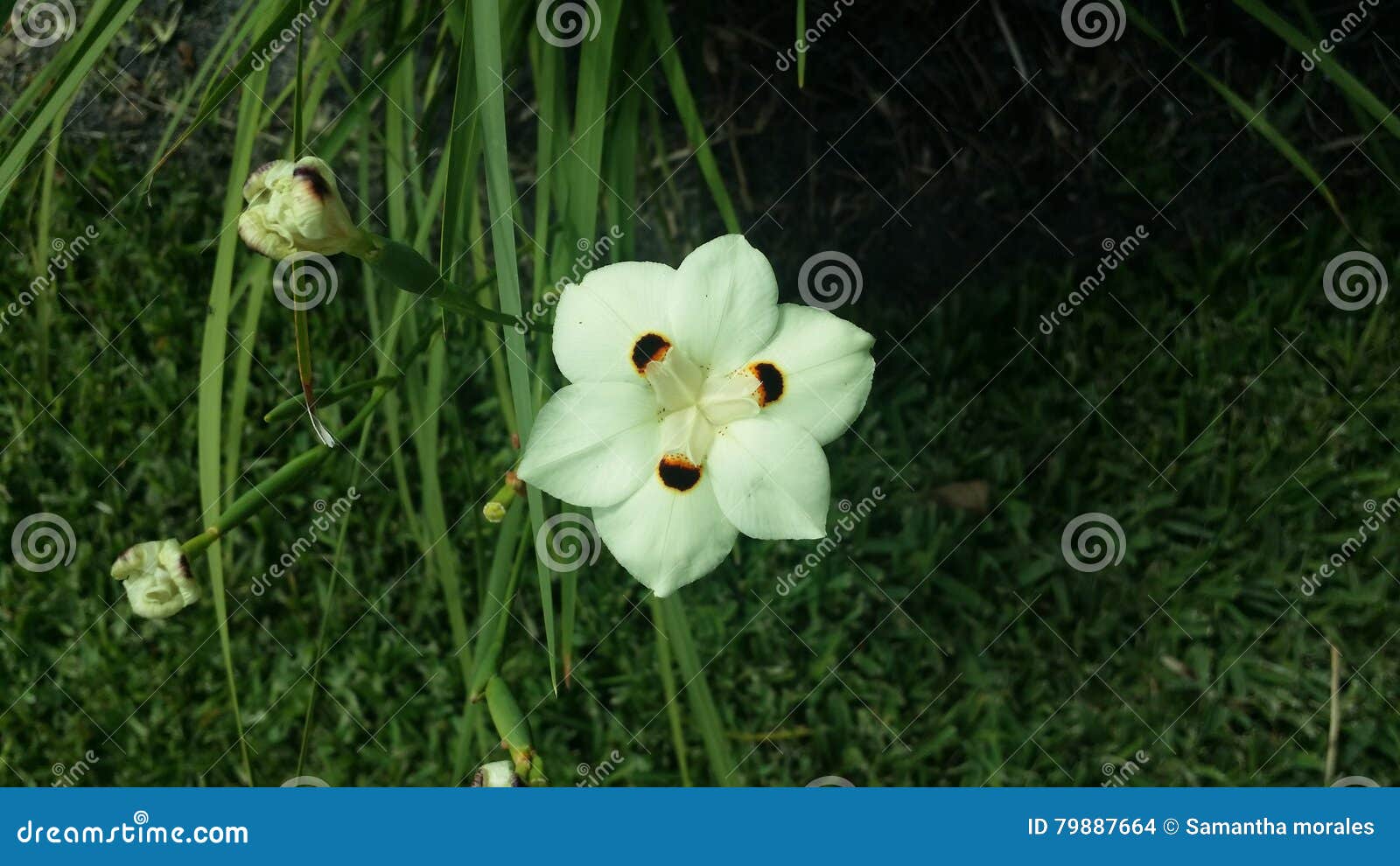 White flower stock photo. Image of white, dots, plant 79887664