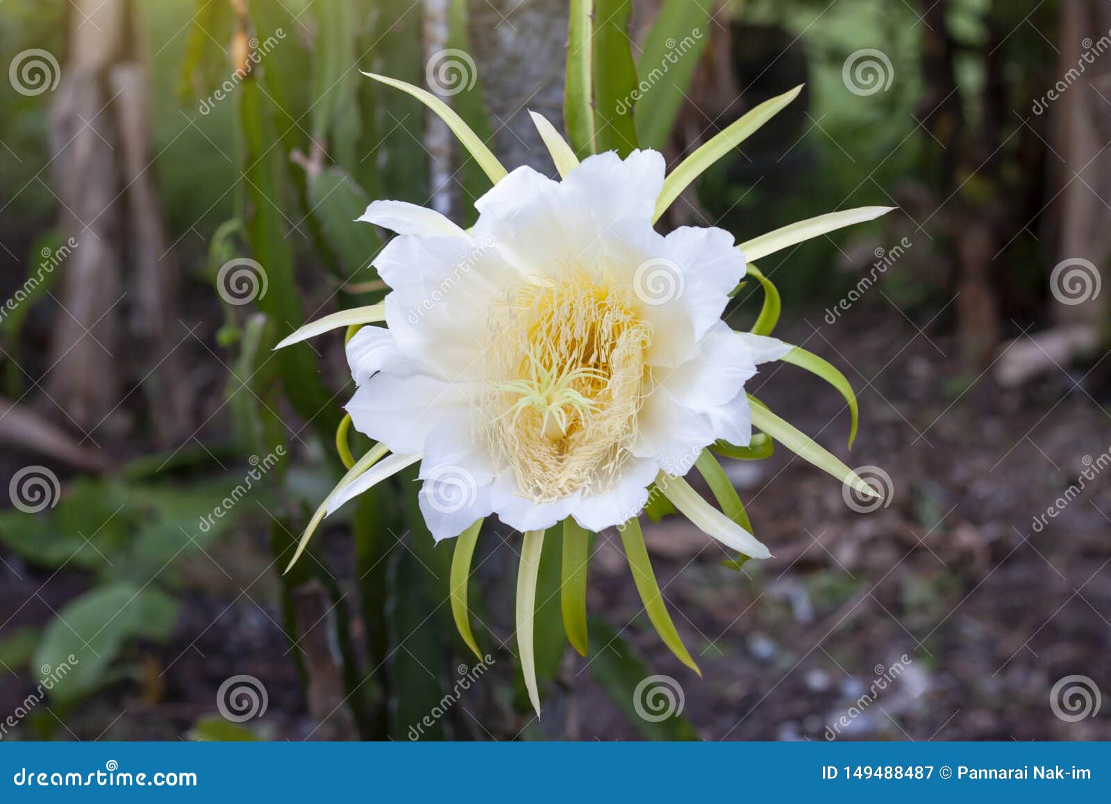 White Flower of Dragon Fruit or Pitaya on the Tree in the Garden. Stock  Image - Image of flower, flora: 149488487