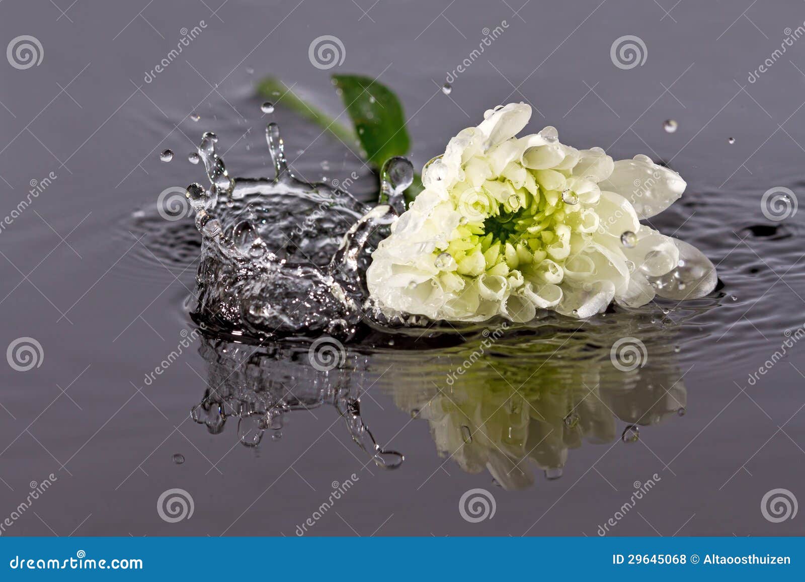 White flower fall in water stock photo. Image of closeup 29645068