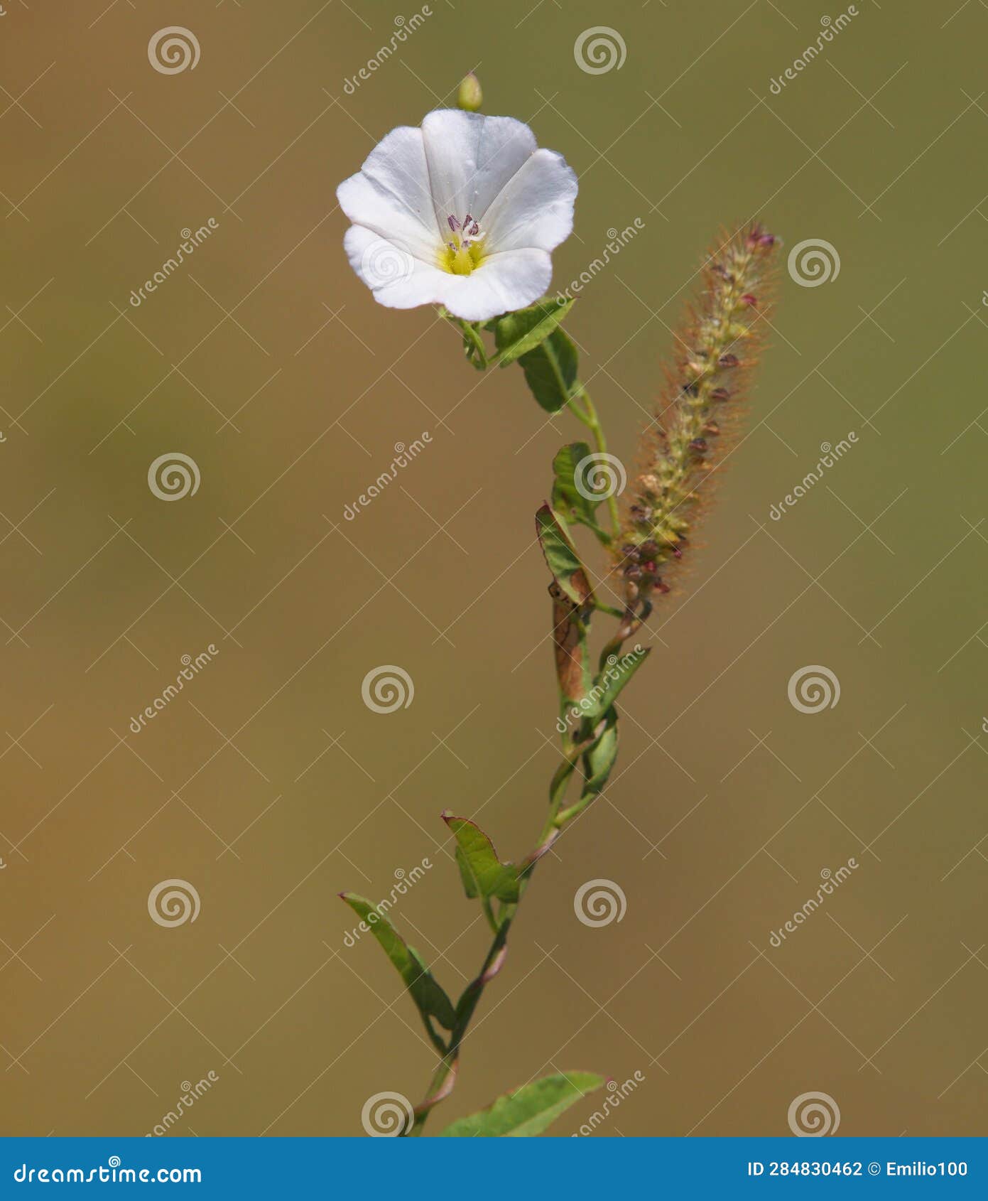 White Flower of Field Bindweed, Convolvulus Arvensis, Rolled on a