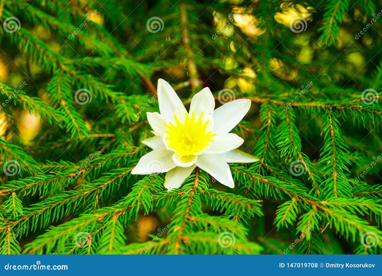 White flower on fir branch stock photo. Image of shop 147019708