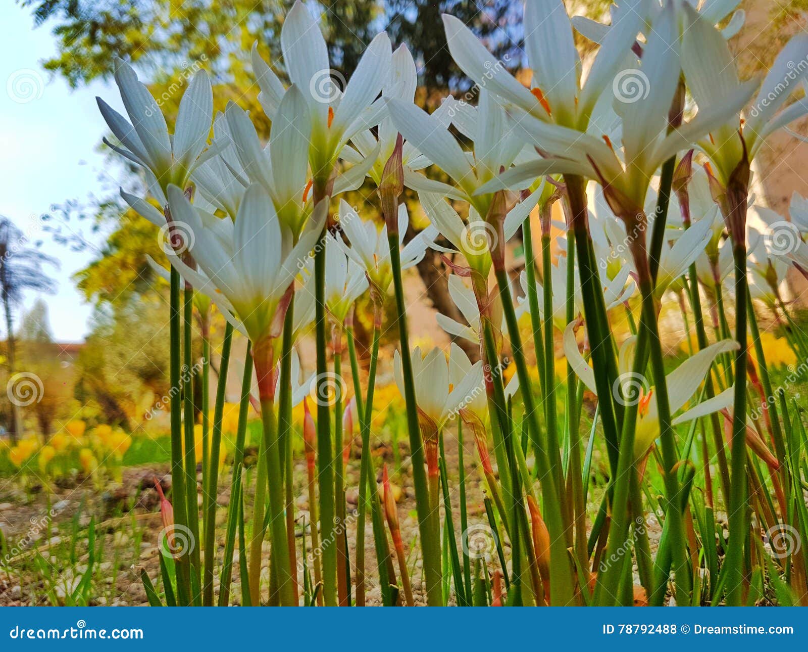 white flower