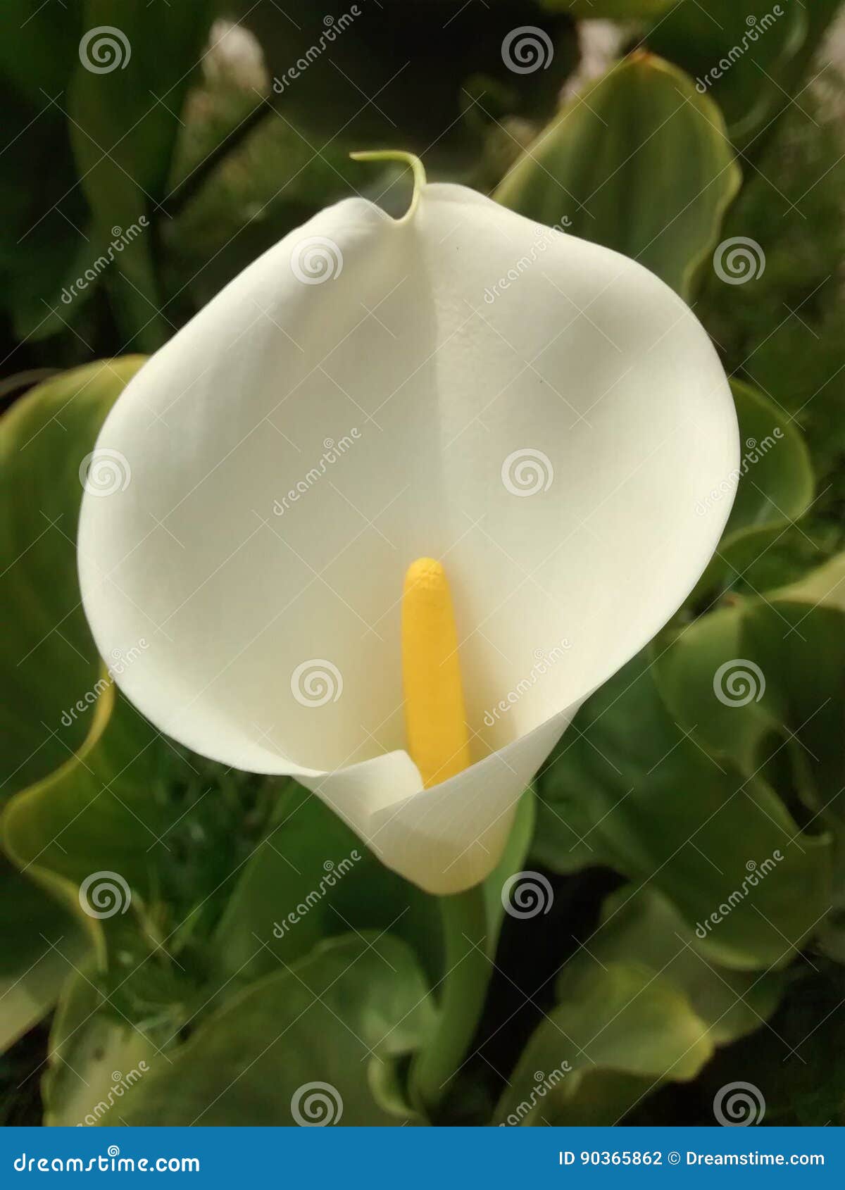 white flower