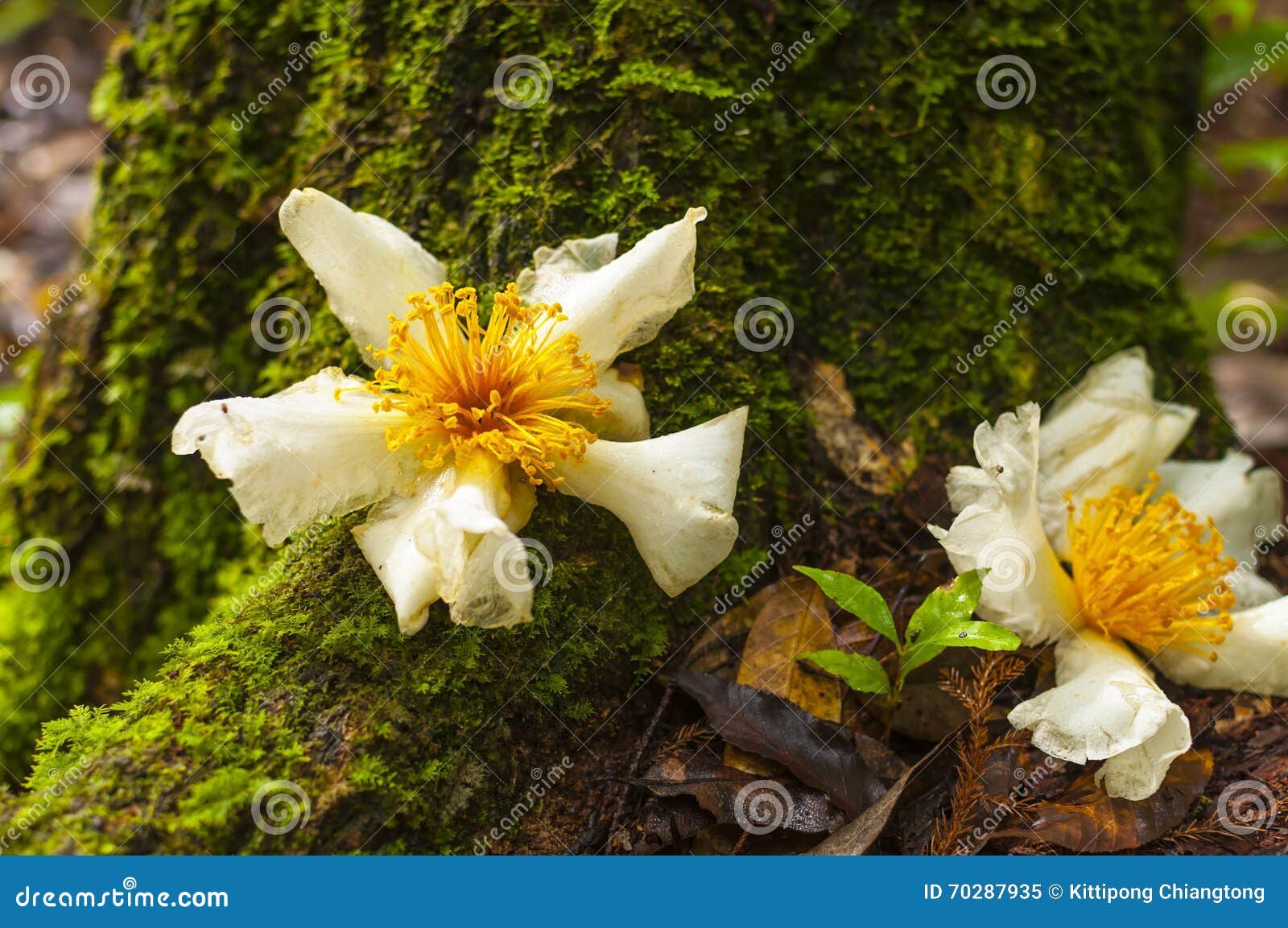 White Flower (Fried Egg Tree) on the Log Covered with Moss Stock Image