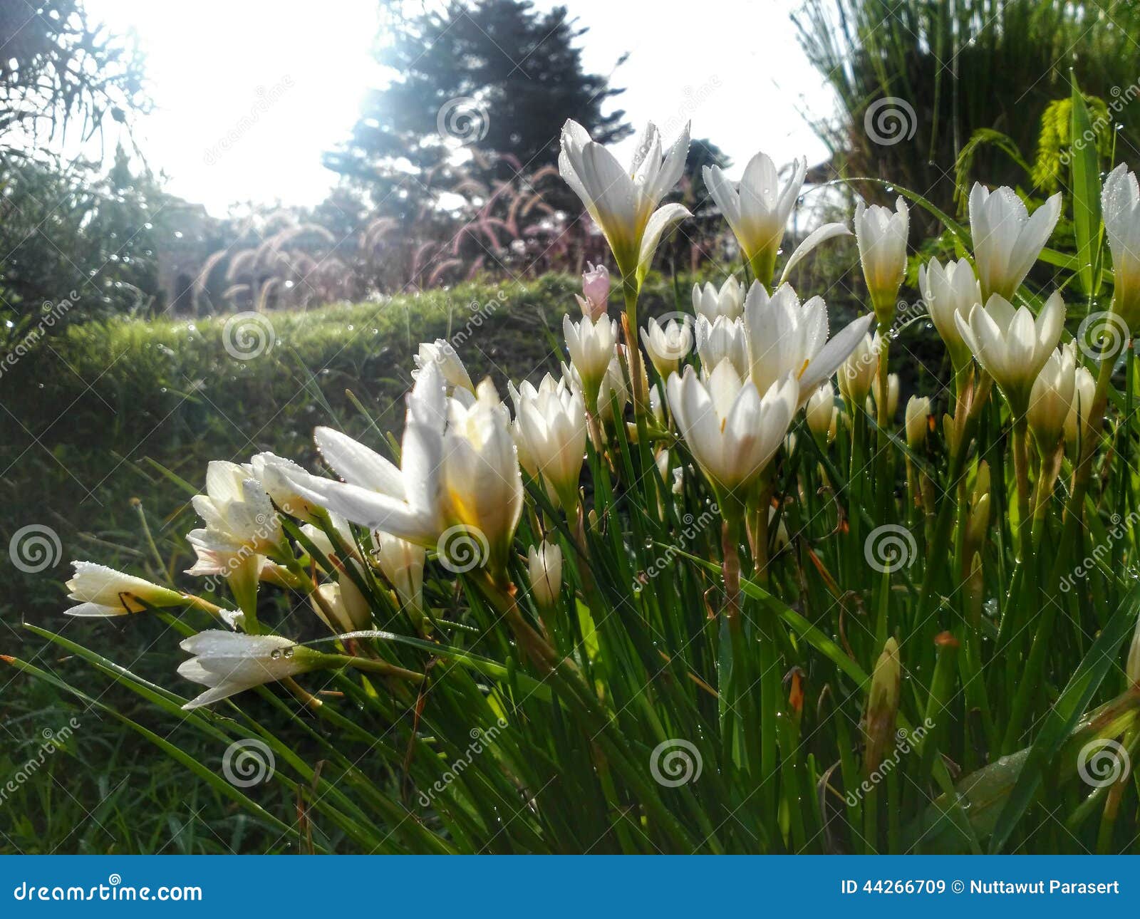 White Flower in Garden Morning Sun Light Stock Image Image of grass