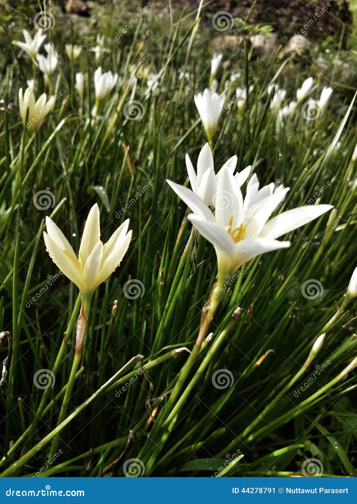 White Flower in Garden Morning Sun Light Stock Image Image of natural