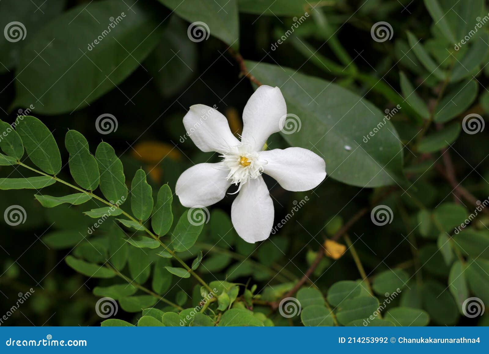 White Flower with Green Leaves in Background Stock Photo Image of