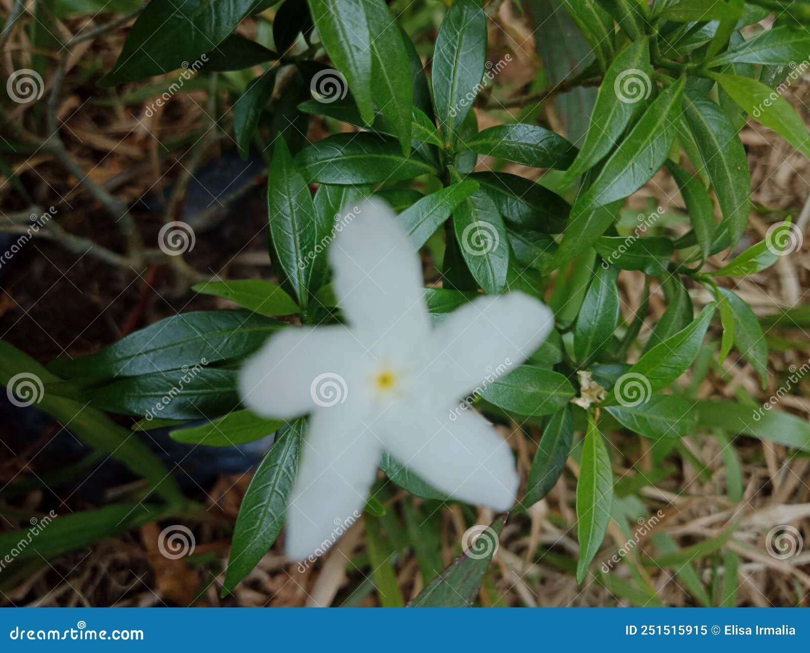 White Flower with Green Leaves Background Stock Image Image of meadow