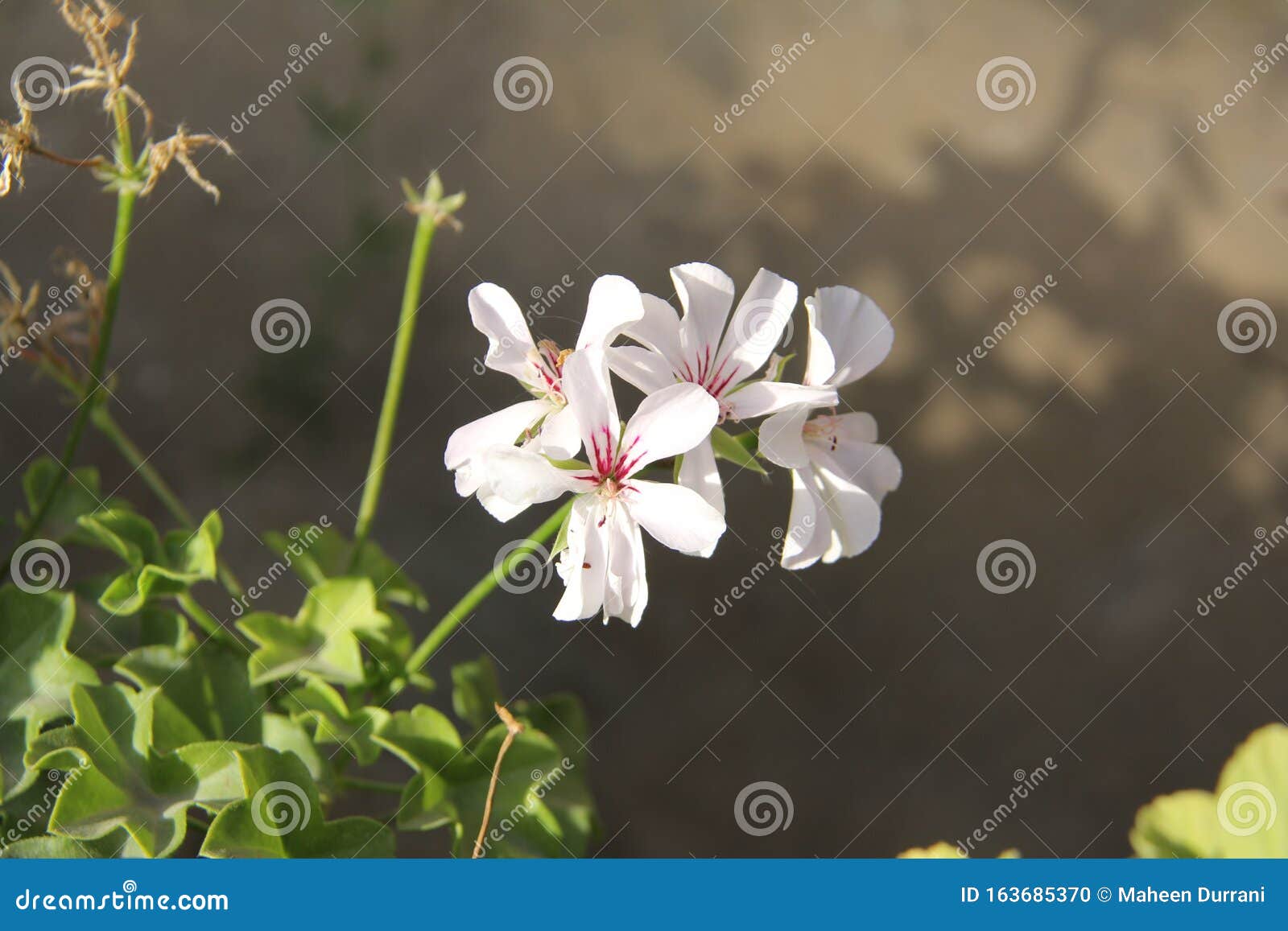 White Flower with Green Leaves and Beautiful Background Stock Photo