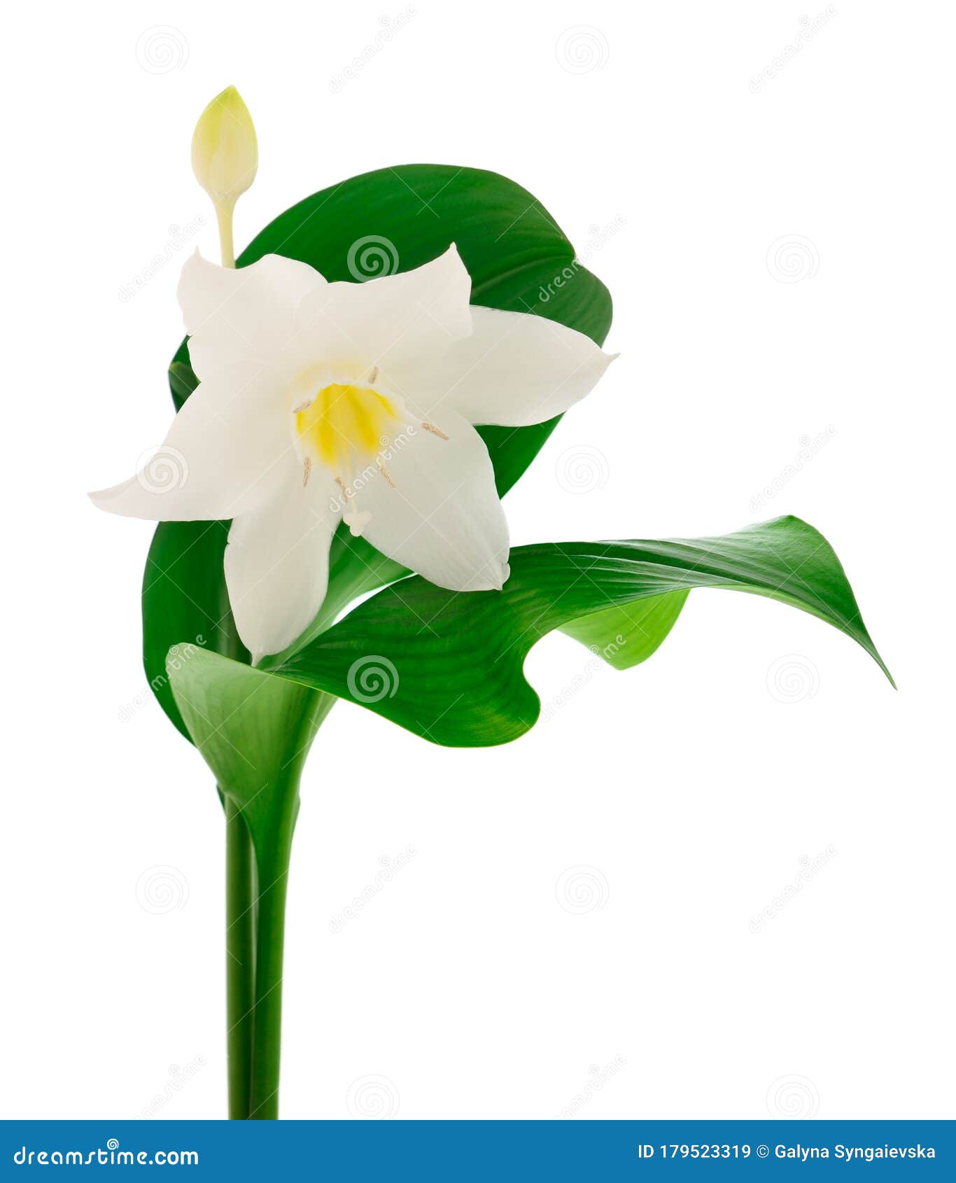 My Image 27