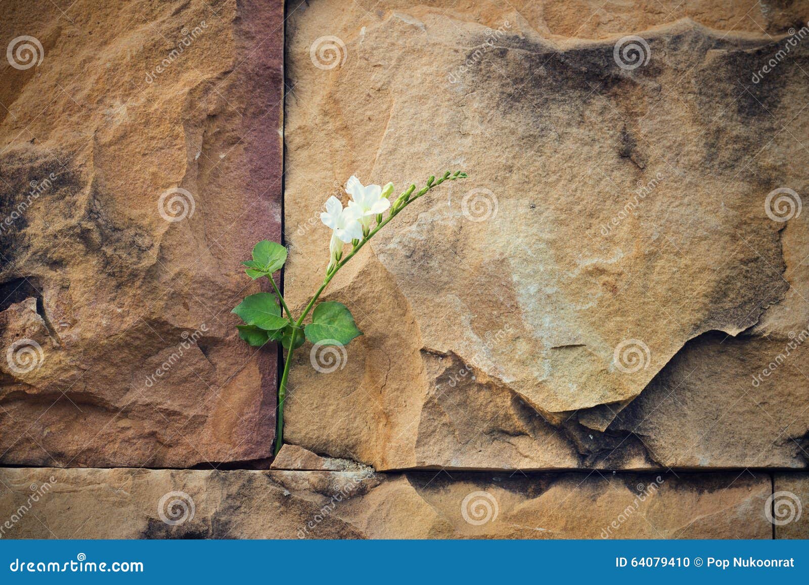White Flower Growing on Crack Stone Wall Soft Focus Stock Photo Image