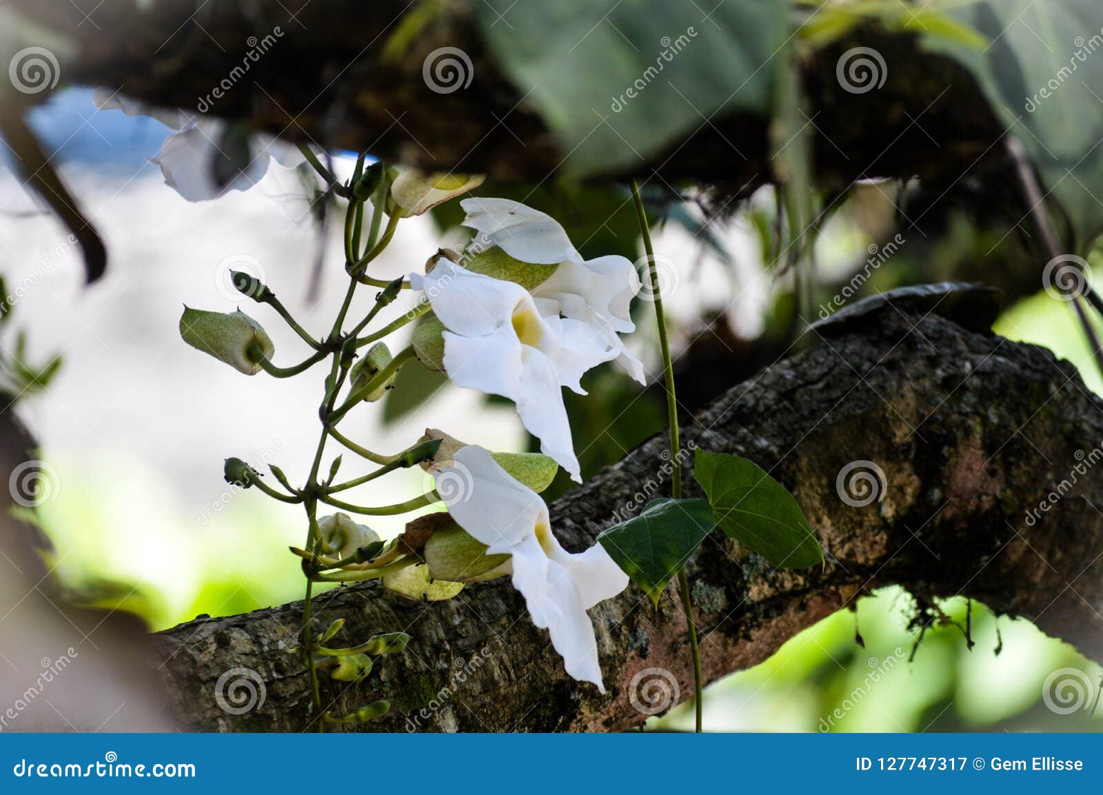 White Flower Hanging from the Tree Stock Image Image of white, garden