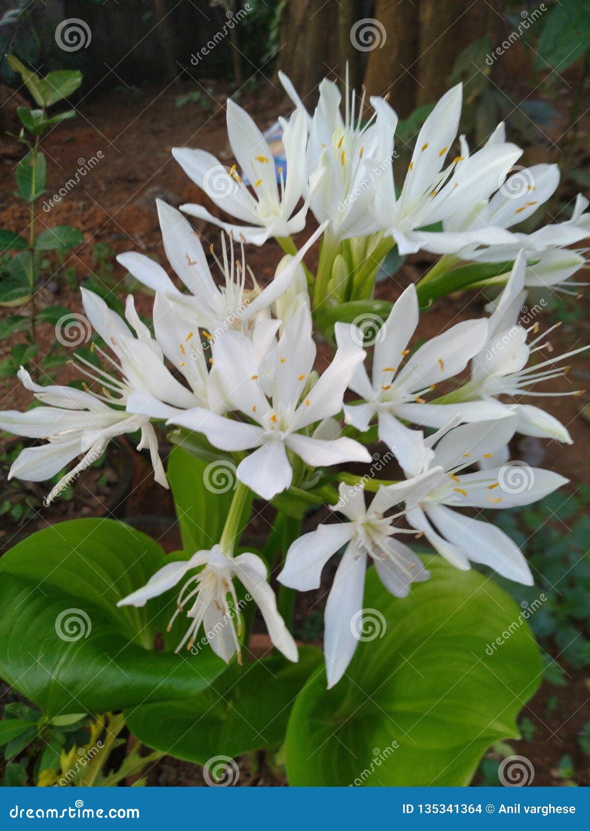 White flower in Kerala stock photo. Image of india, flowr - 135341364